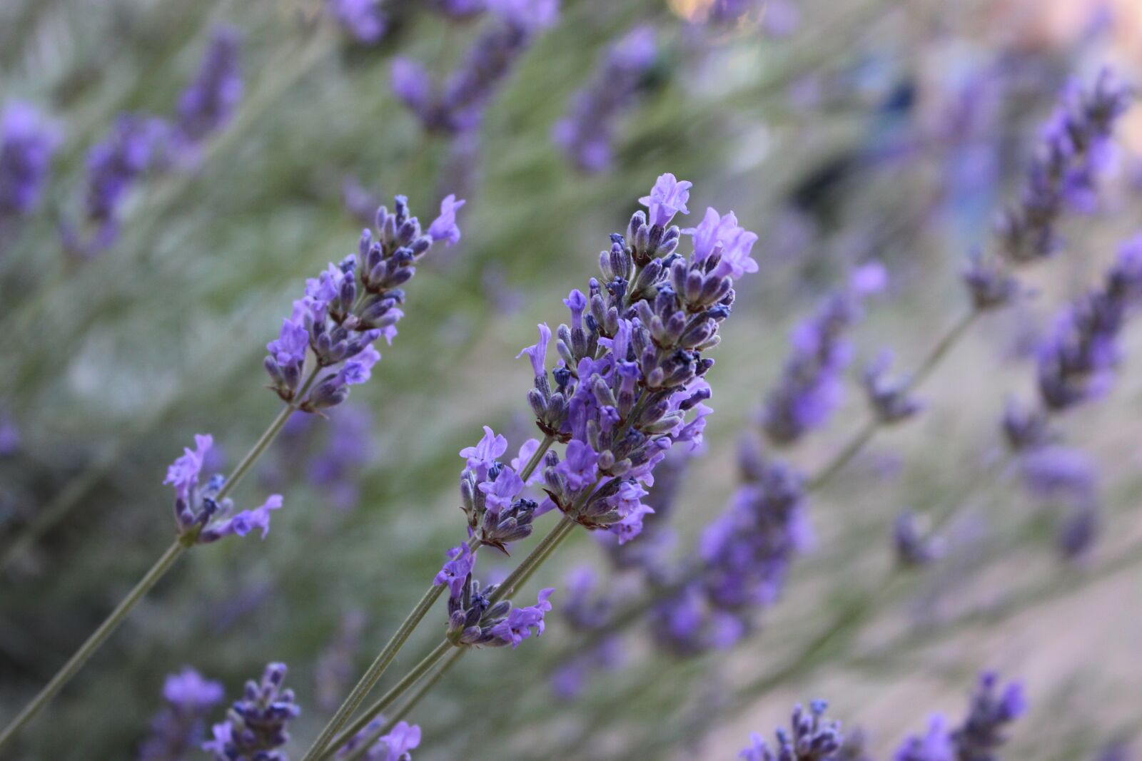 Canon EOS 100D (EOS Rebel SL1 / EOS Kiss X7) sample photo. Lavender, flower, violet photography