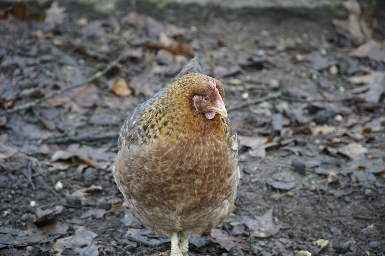 Sony a7R II + Sony E PZ 18-105mm F4 G OSS sample photo. Chicken, brown, hen photography