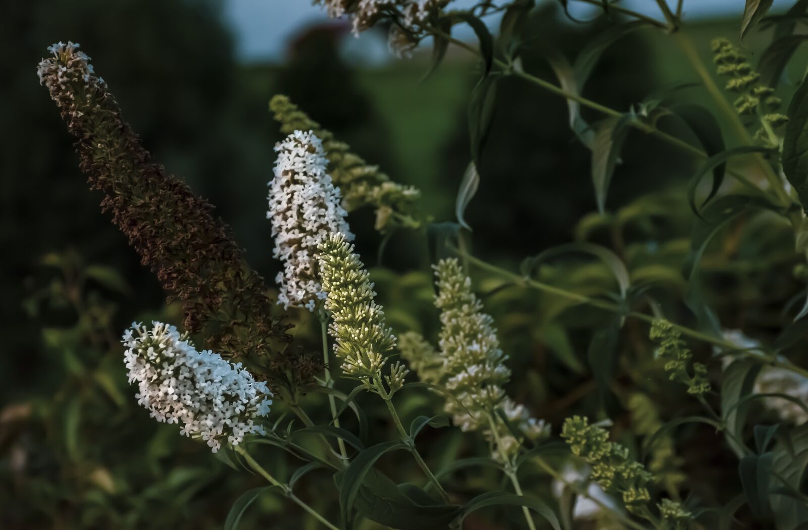 Nikon D7100 sample photo. Garden, summer, flowers photography