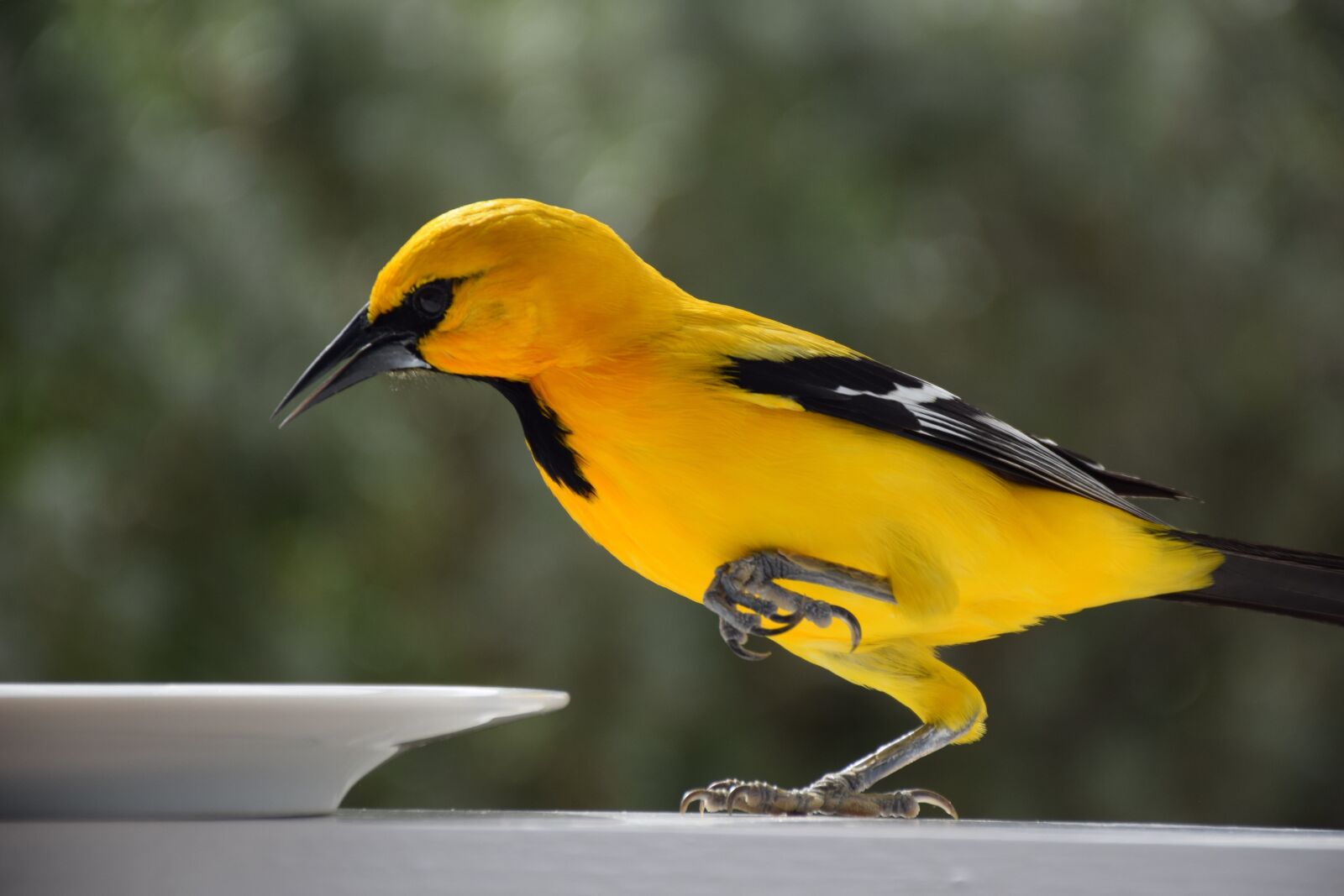 Nikon D5300 sample photo. Birds, wildlife, nature photography