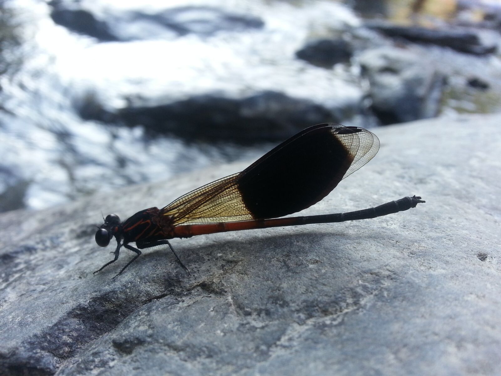 Samsung Galaxy Note2 sample photo. Damselfly, stream, quentin chong photography