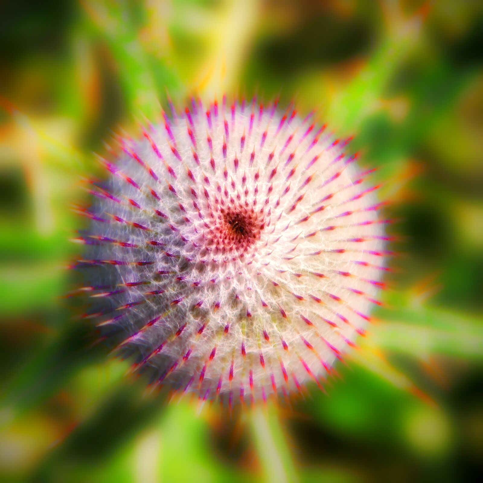 Canon EOS 500D (EOS Rebel T1i / EOS Kiss X3) sample photo. Plant, thistle, nature photography
