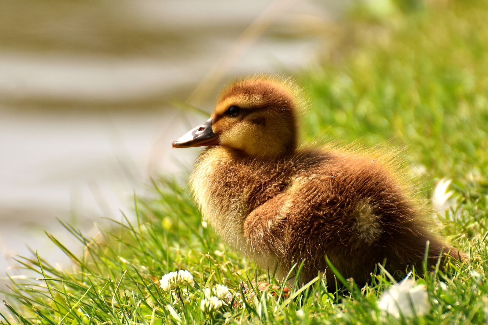 Nikon D7200 sample photo. Mallard, chicks, baby photography