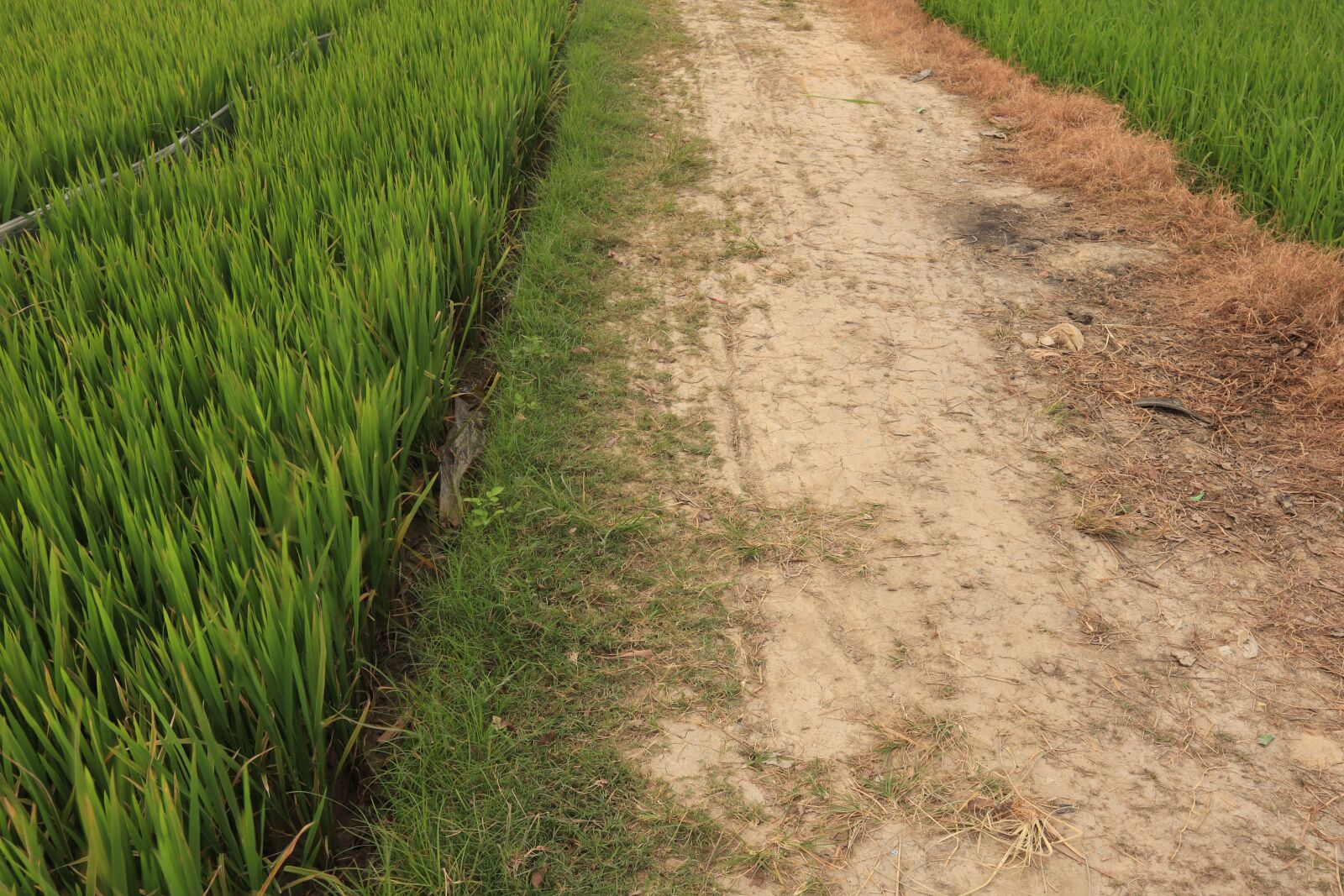Canon EOS M50 (EOS Kiss M) sample photo. Street, entrance, field photography
