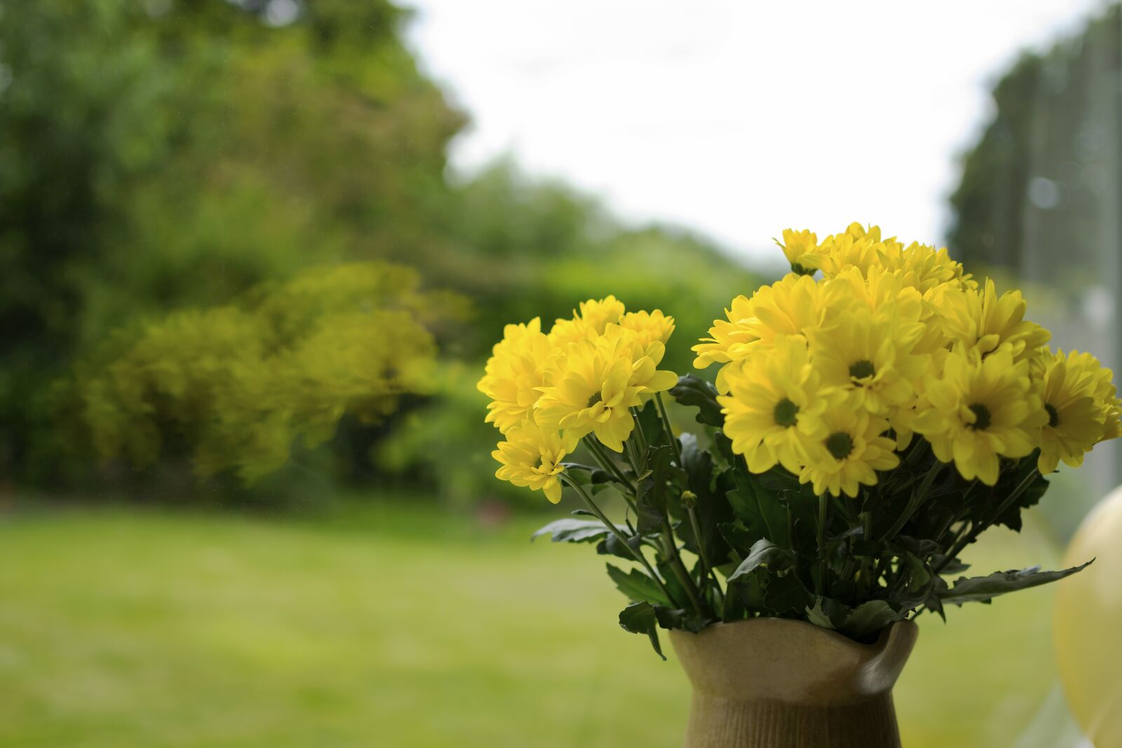 Nikon D3100 sample photo. Flowers, yellow, yellow flowers photography