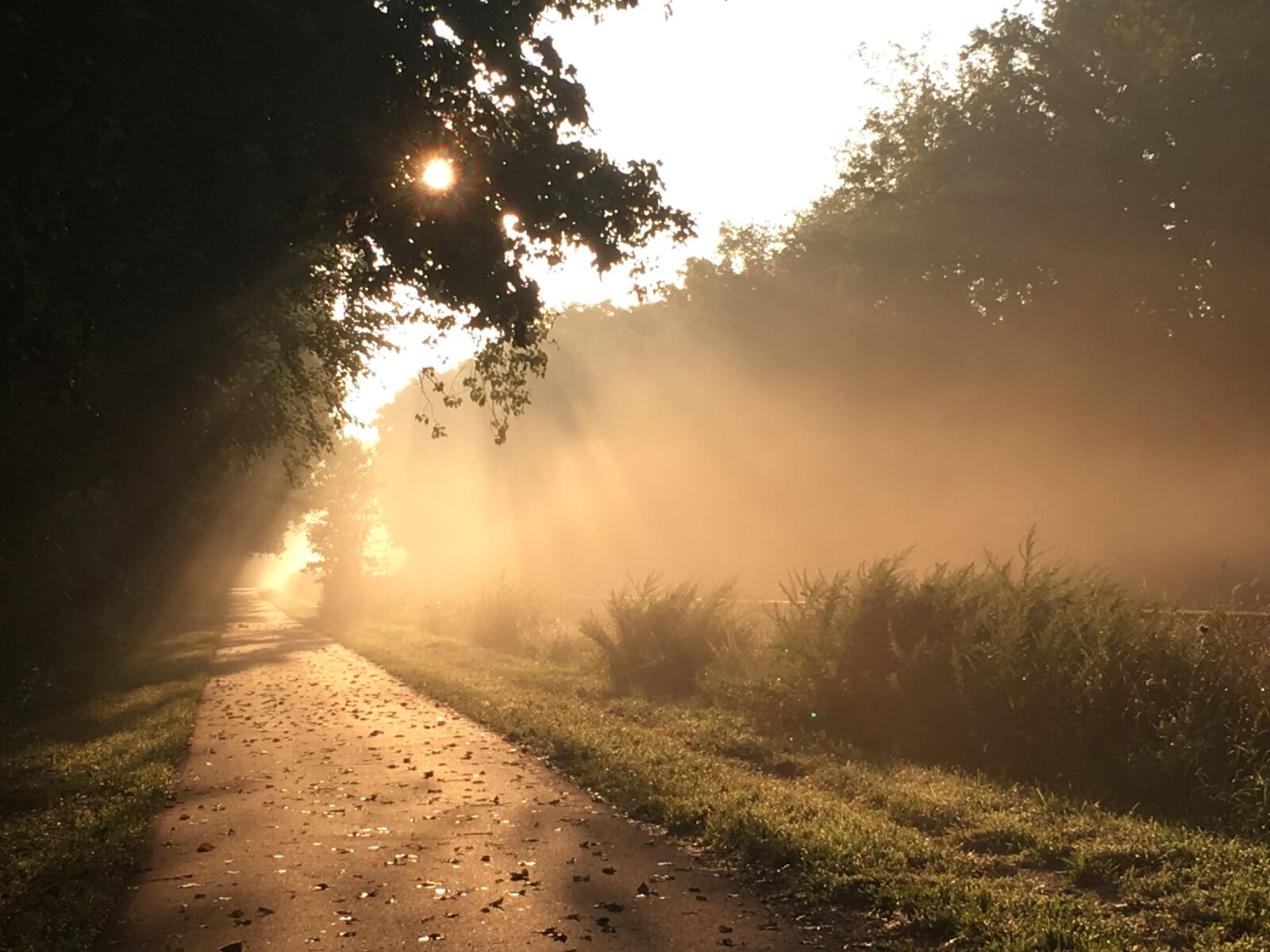 Apple iPhone 6s sample photo. Dawn, illuminated, pathway, sunlight photography