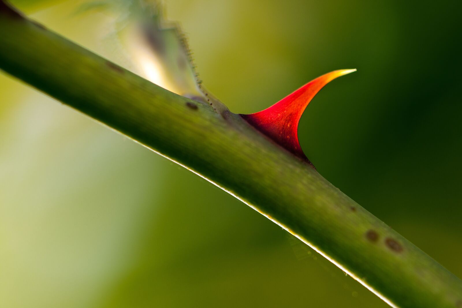 Canon EOS 5D Mark II + Canon EF 100mm F2.8L Macro IS USM sample photo. Thorns, nature, prickly photography