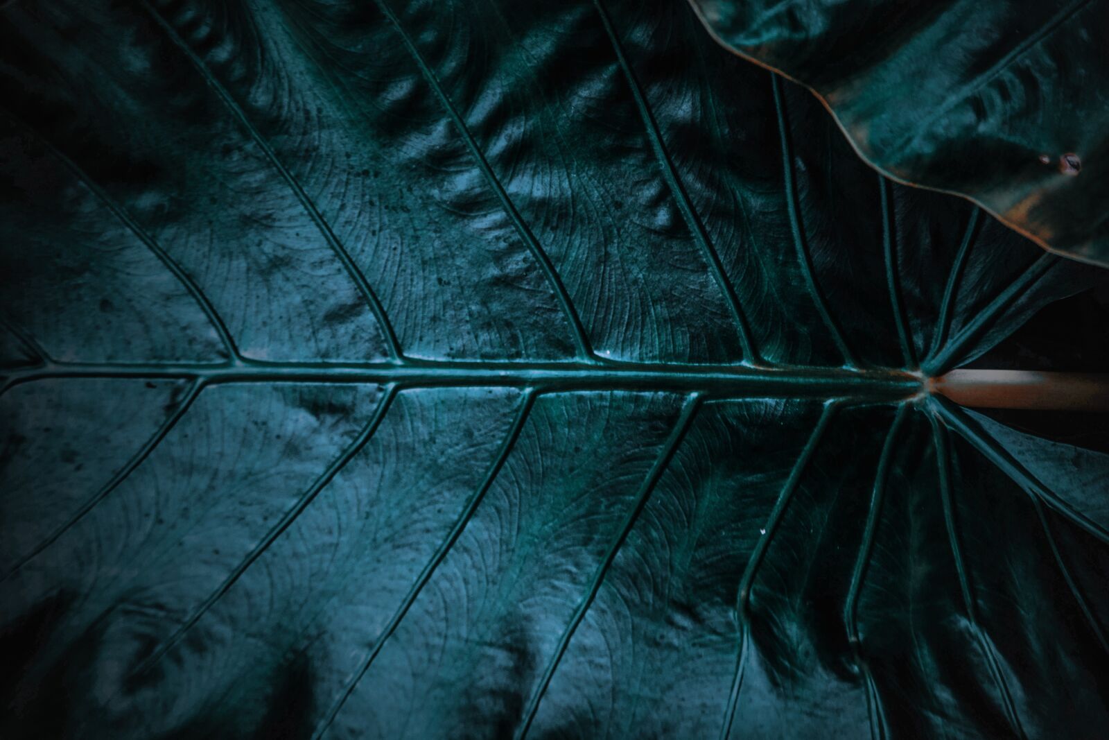 Nikon D3200 sample photo. Leaf, colors, tones photography