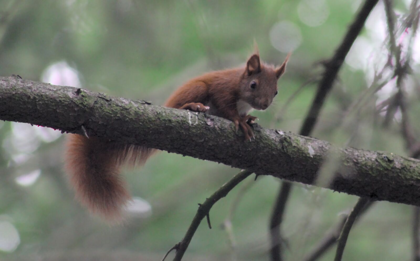 Canon EOS 550D (EOS Rebel T2i / EOS Kiss X4) sample photo. Squirrel, eurasian squirrel, chipmunk photography