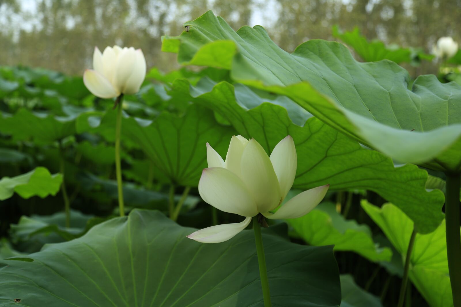 Canon EF 24-105mm F4L IS USM sample photo. Lotus leaf, lotus, bloom photography