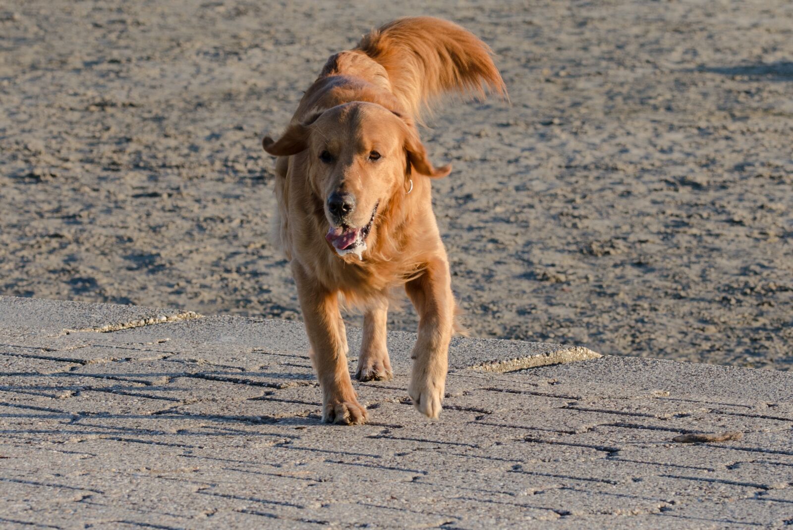 Nikon D5100 sample photo. Retriever, golden, dog photography