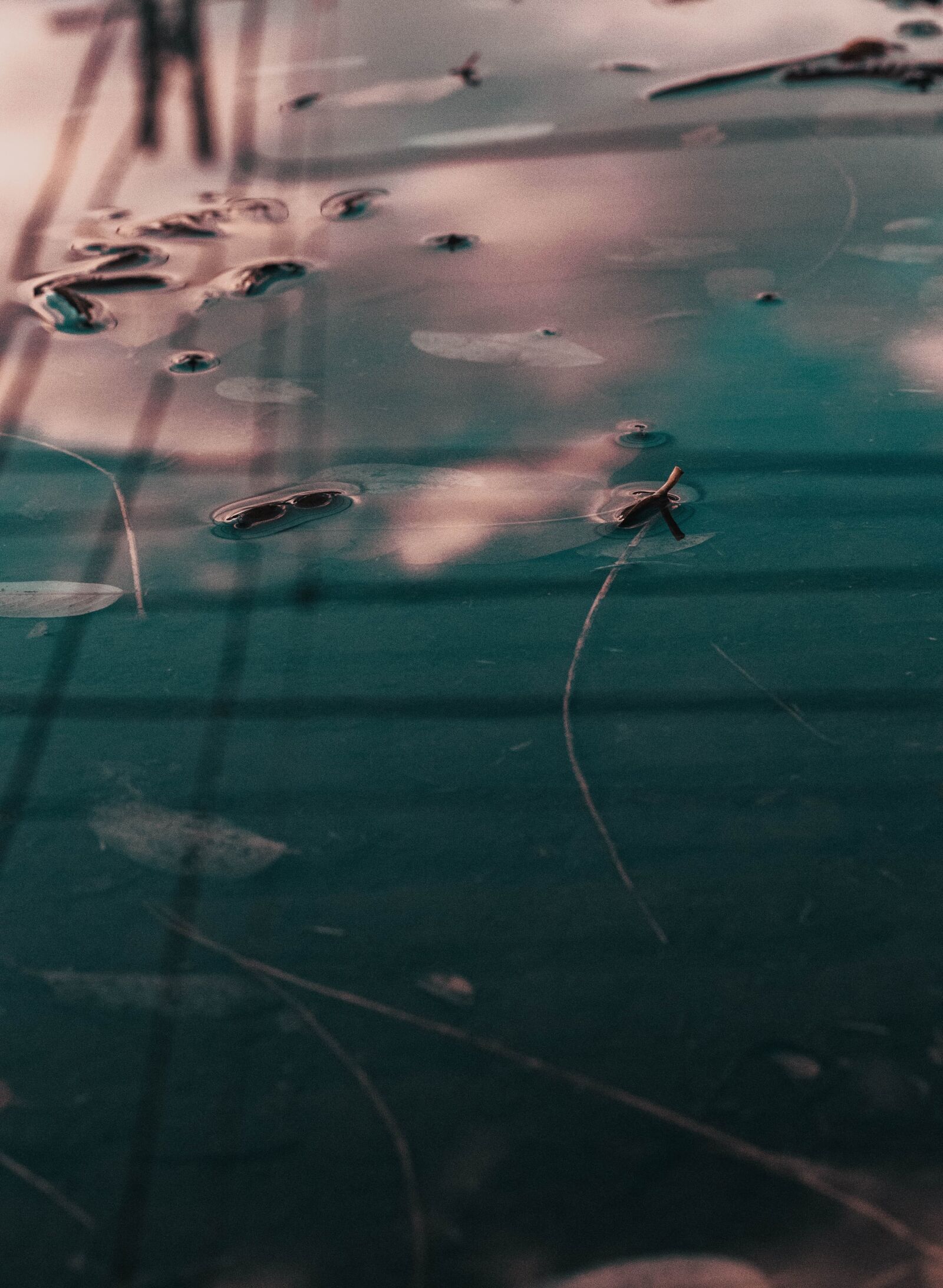 Canon EOS 80D + Canon EF 50mm F1.8 STM sample photo. Reflection, water, leaves photography