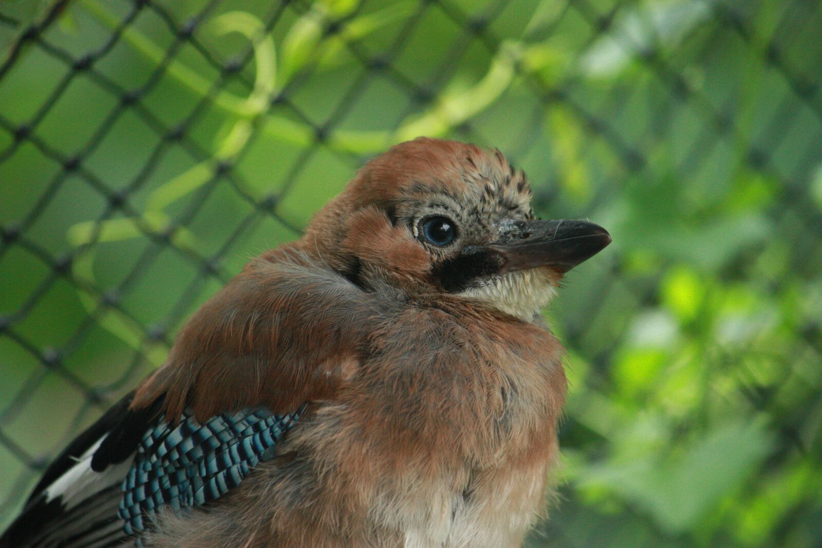 Canon EOS 450D (EOS Rebel XSi / EOS Kiss X2) sample photo. Jay, eurasian jay, garrulus photography