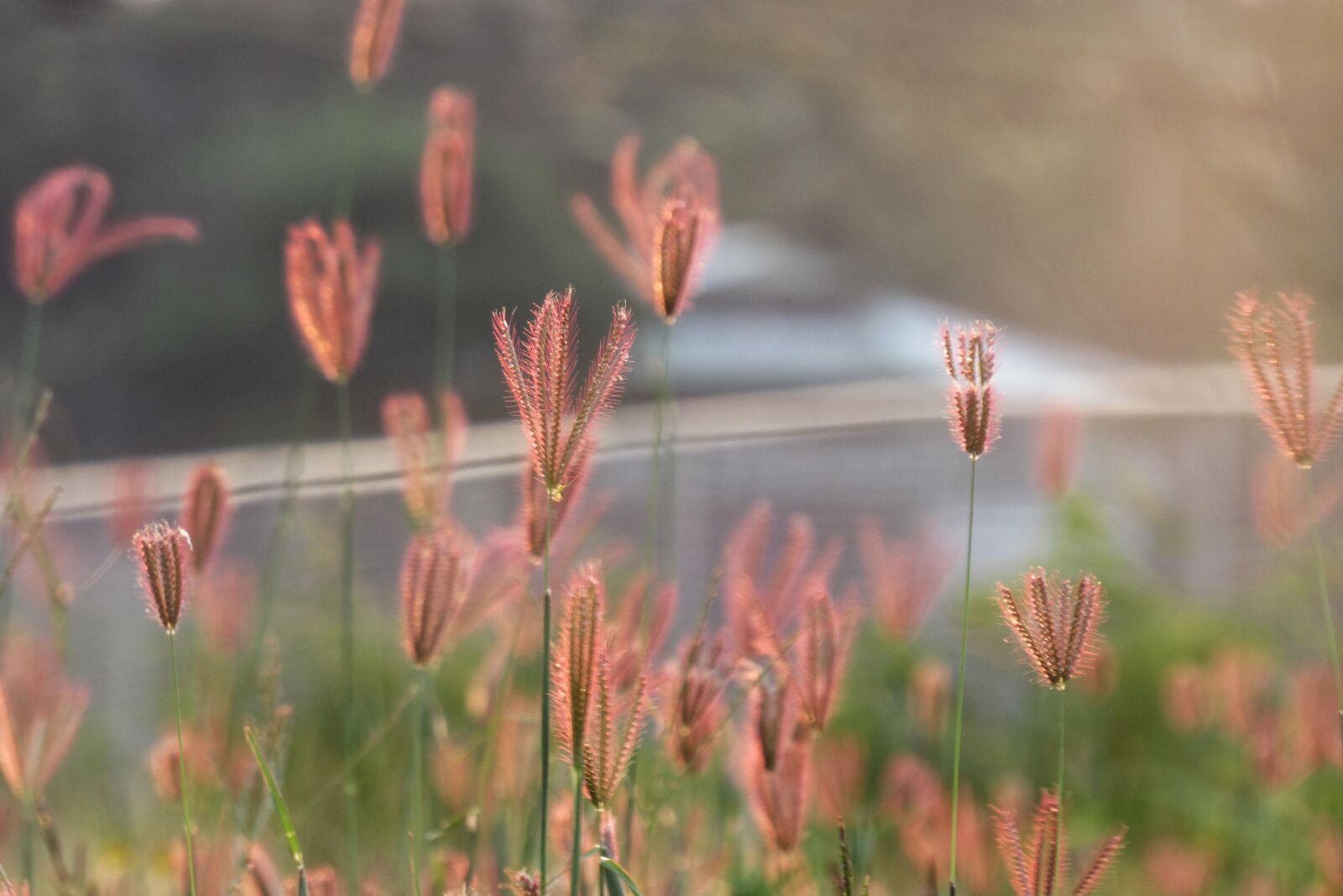 Canon PowerShot SX530 HS sample photo. Grass, seed, flower photography