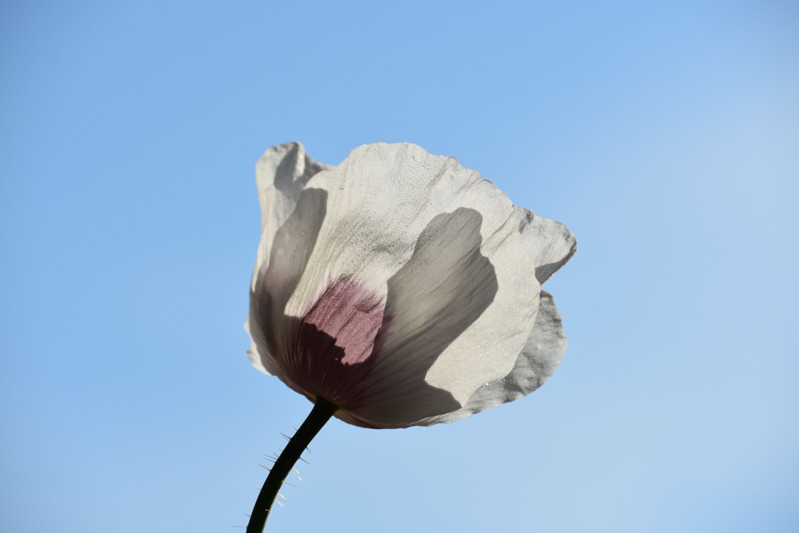 Nikon D3400 sample photo. Mack, white, flower photography