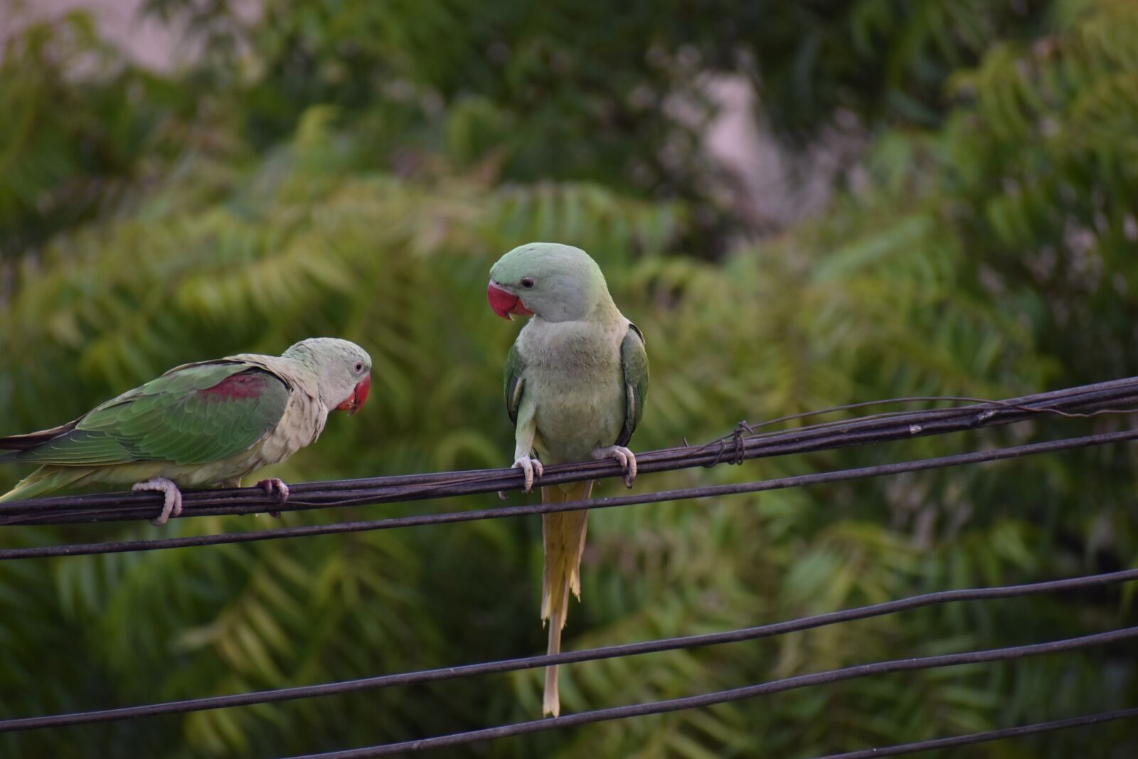 Nikon D5600 sample photo. Parakeets, parrots, pair photography