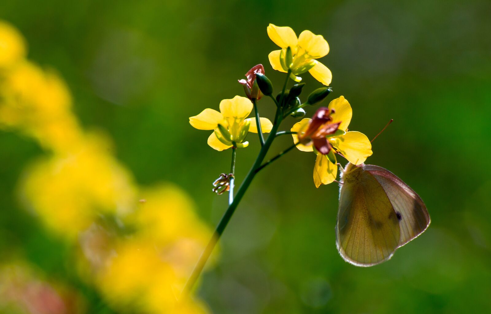 Sigma sample photo. Butterfly, flower, meadow photography