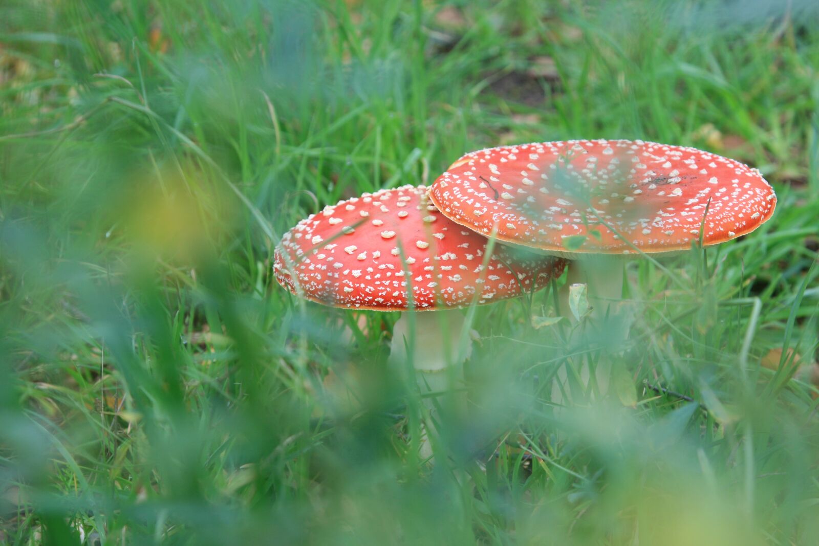 Canon EOS 400D (EOS Digital Rebel XTi / EOS Kiss Digital X) sample photo. Mushrooms, red, white photography