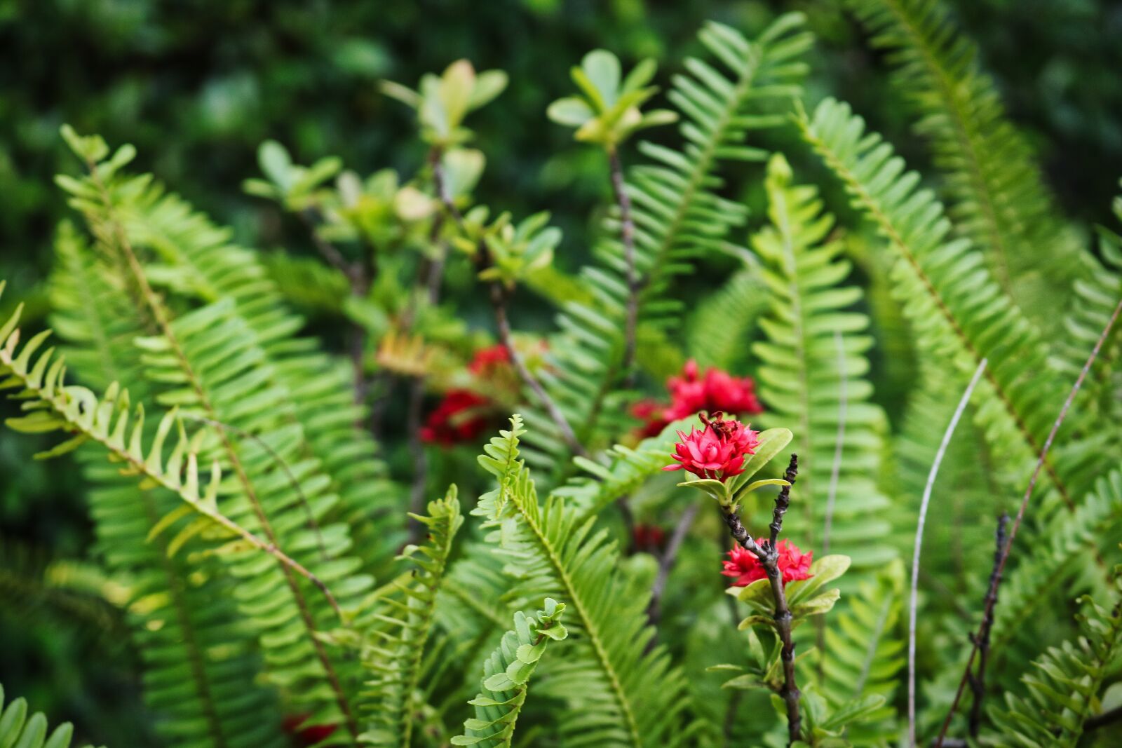 Canon EOS 750D (EOS Rebel T6i / EOS Kiss X8i) sample photo. Green, botanical, thailand photography