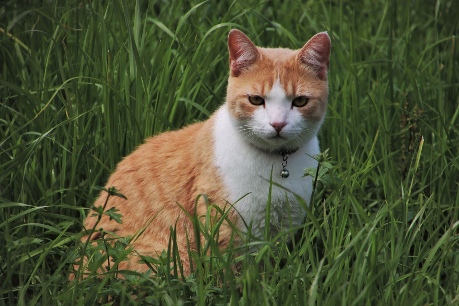 Canon EOS 80D sample photo. Cat, rudy, expression photography