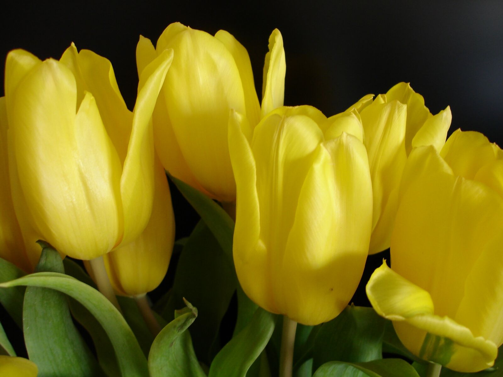 Sony DSC-W7 sample photo. Yellow, tulip, spring photography