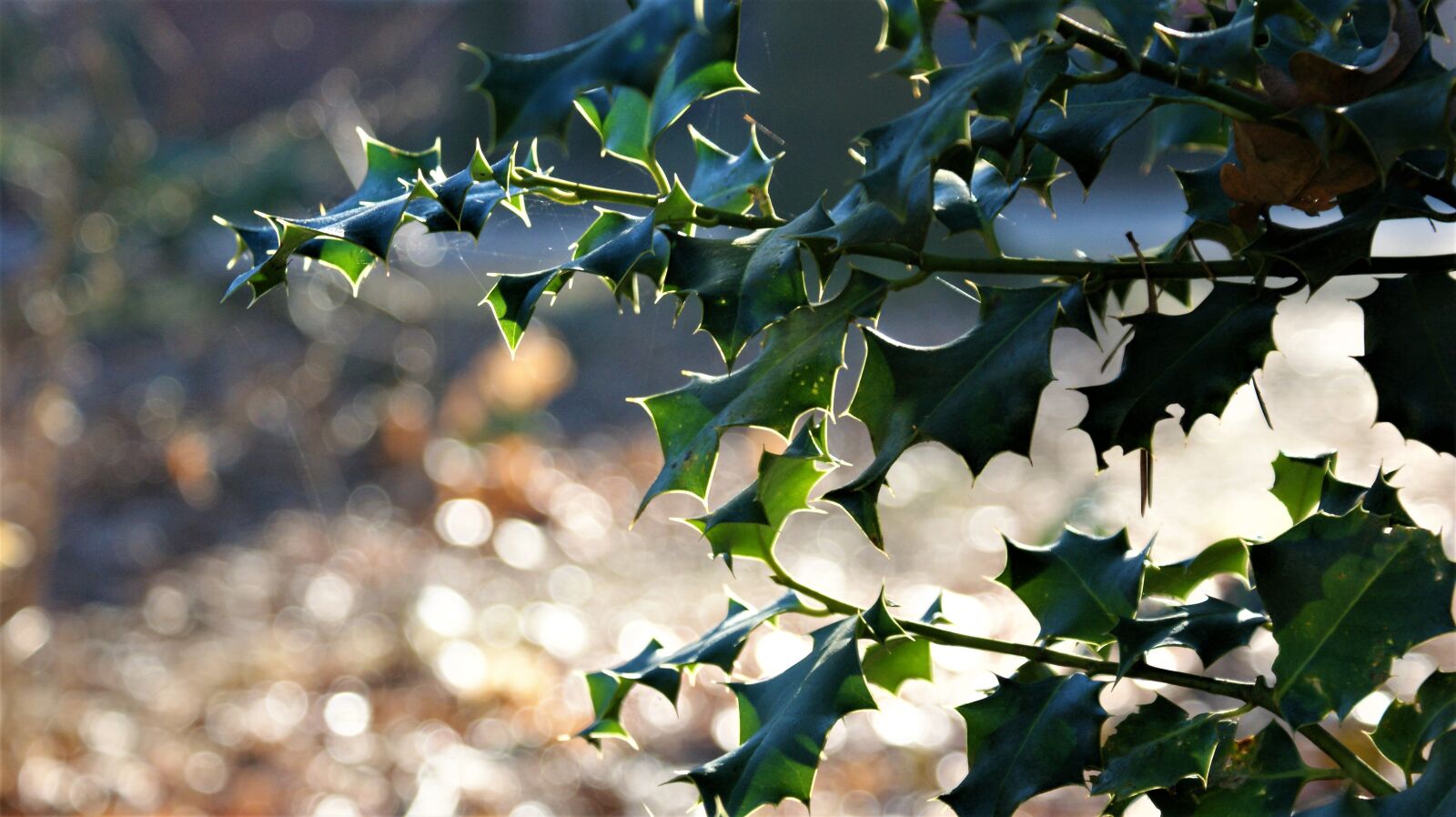 Sony Alpha DSLR-A350 sample photo. Hulst, prickly, leaves photography