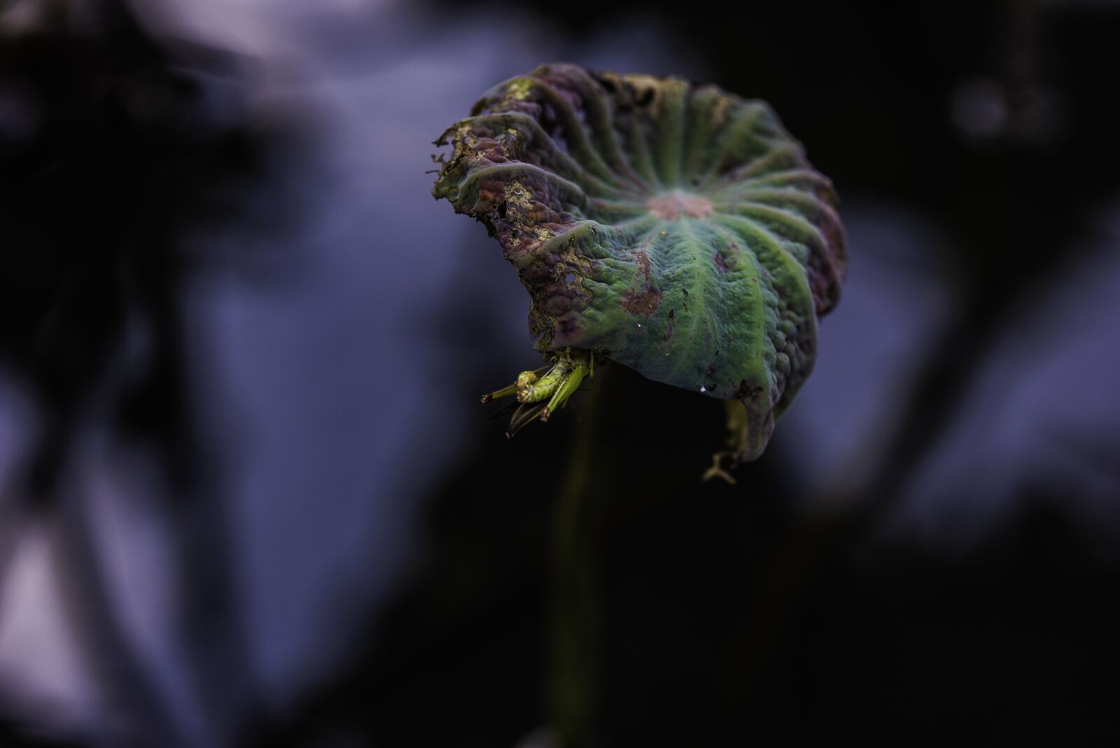 Nikon D810 sample photo. Plant, insect, green photography