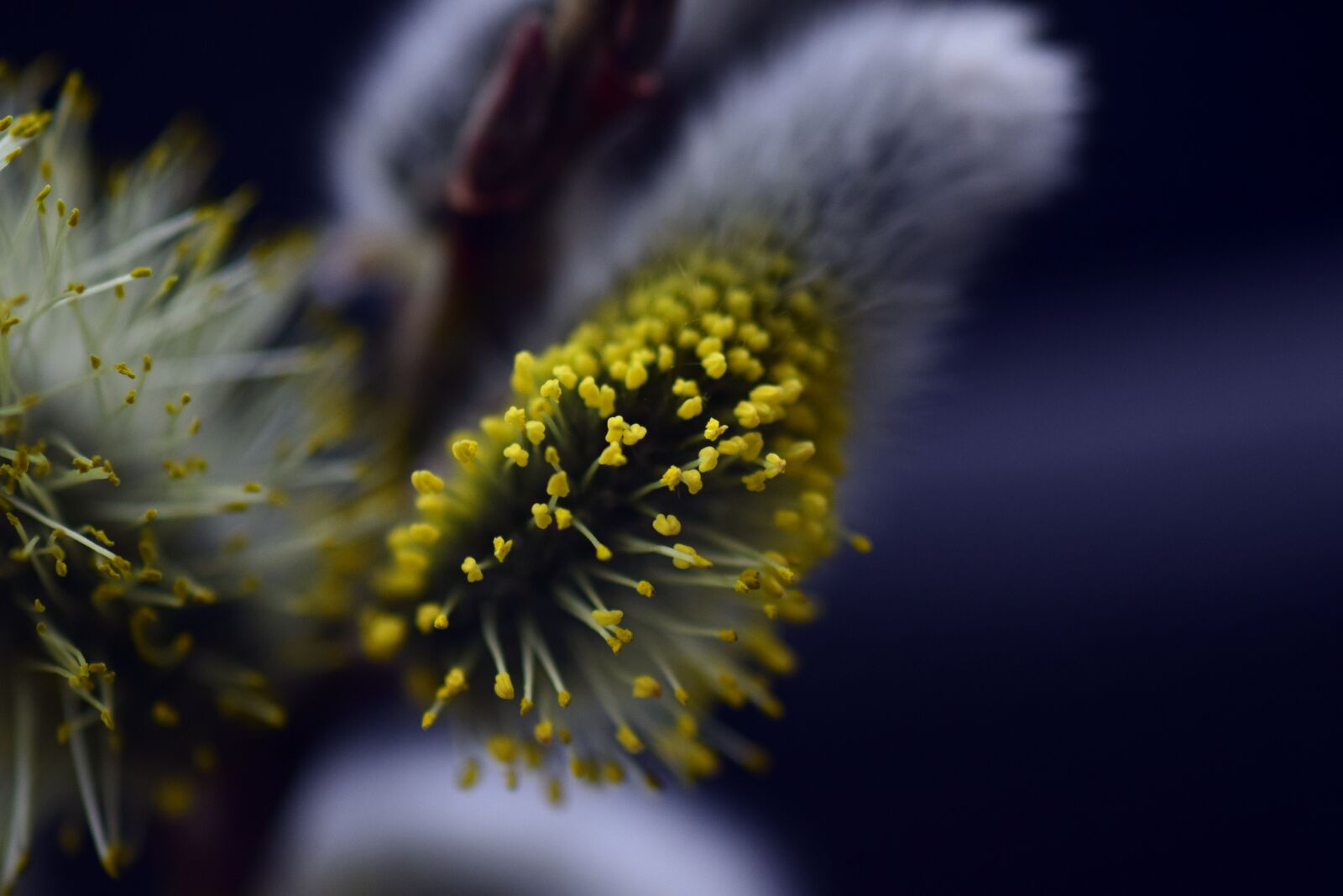 Nikon D3300 sample photo. Pasture, willow catkin, blossom photography