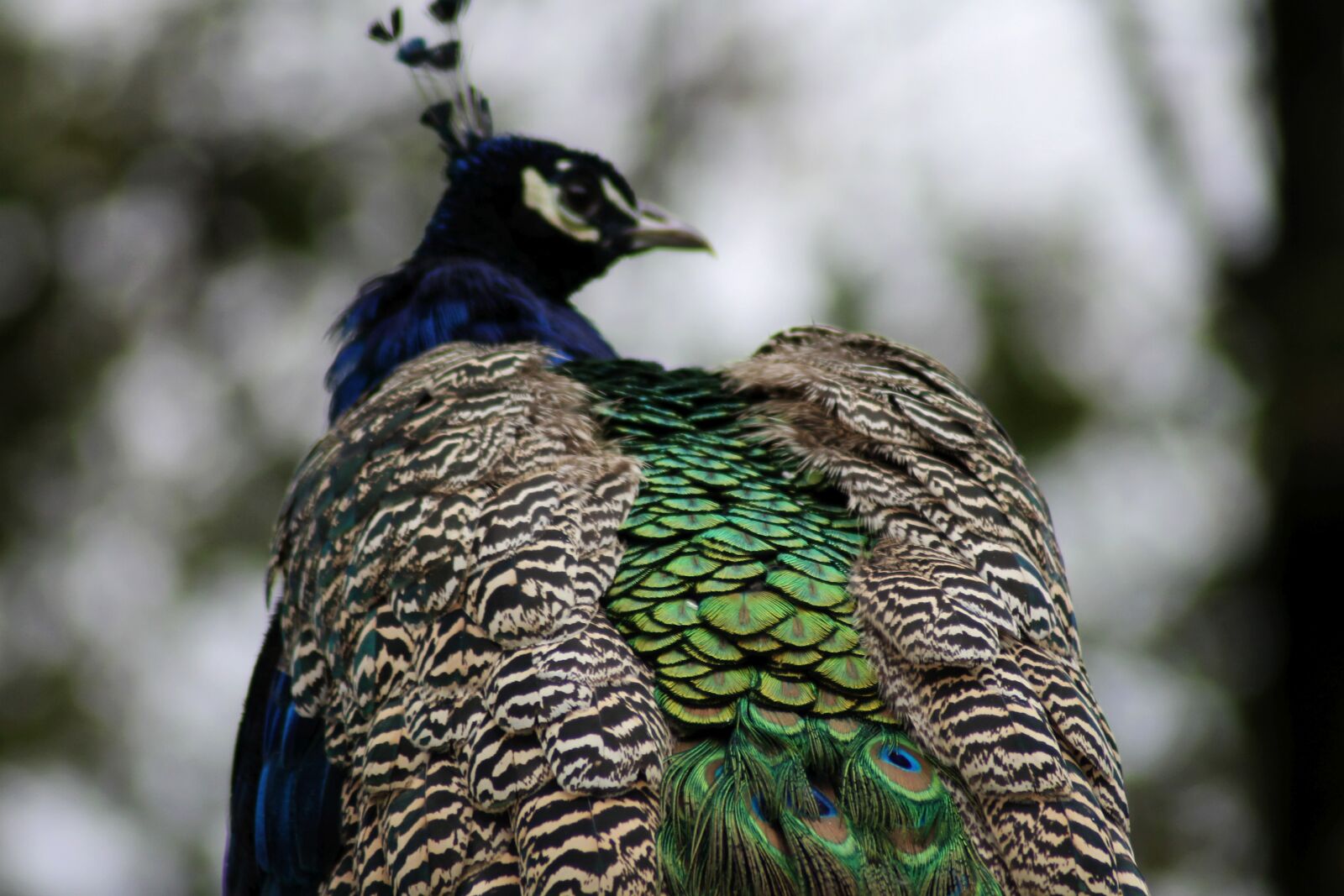 Canon EOS 1100D (EOS Rebel T3 / EOS Kiss X50) sample photo. Peacock, farbenpracht, plumage photography