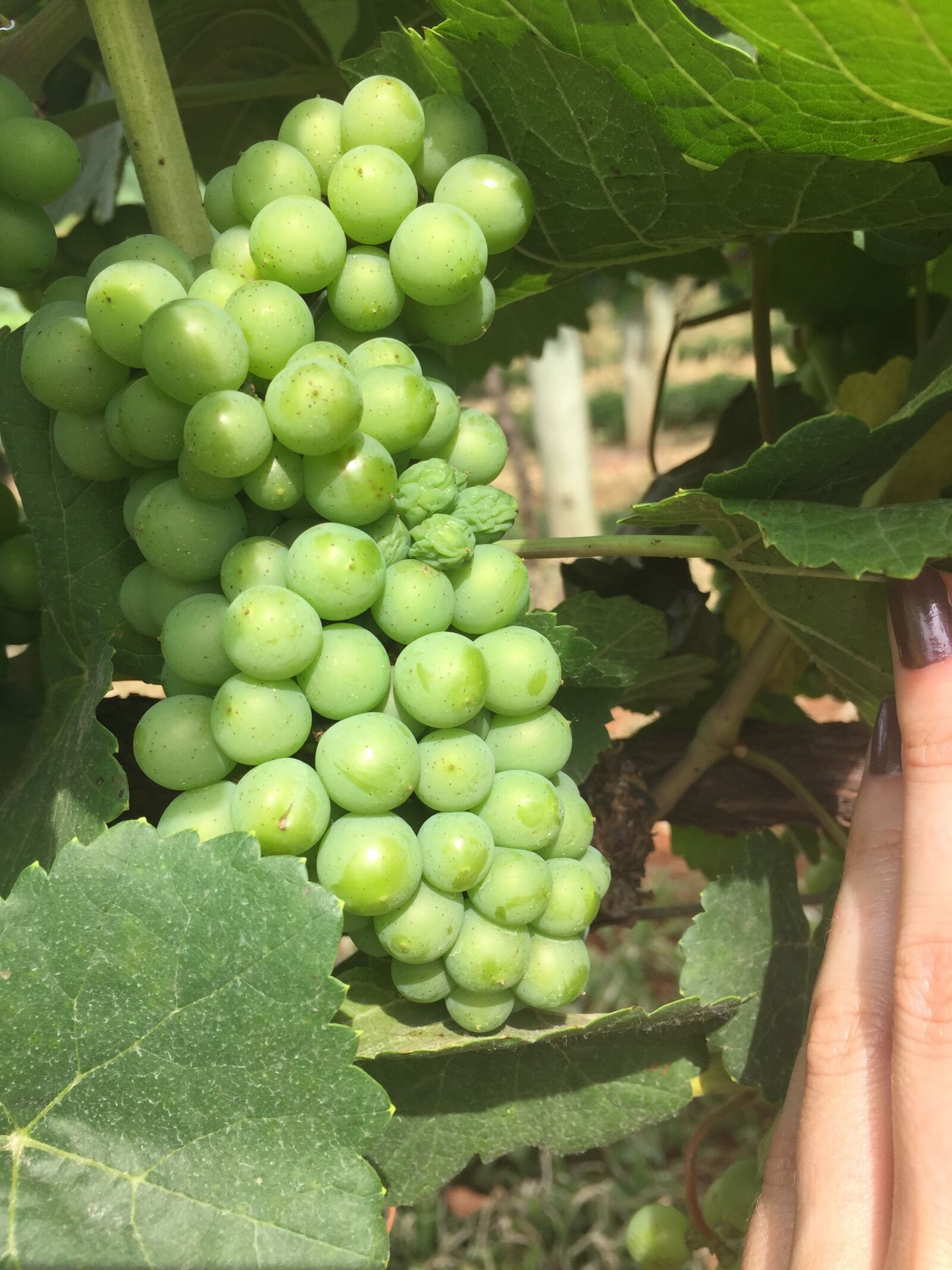Apple iPhone 6 sample photo