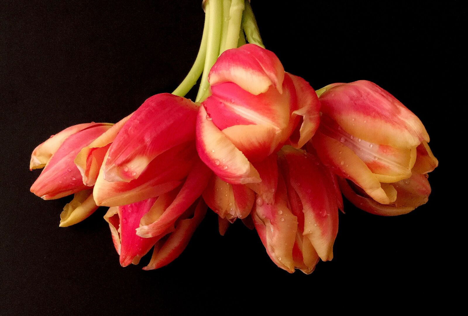 Apple iPhone 6s sample photo. Spring, tulip bouquet, close photography