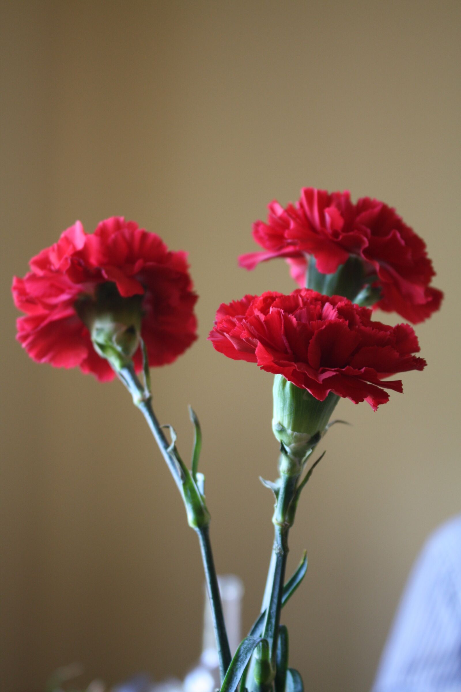 Canon EOS 450D (EOS Rebel XSi / EOS Kiss X2) sample photo. Carnations, flowers, red photography