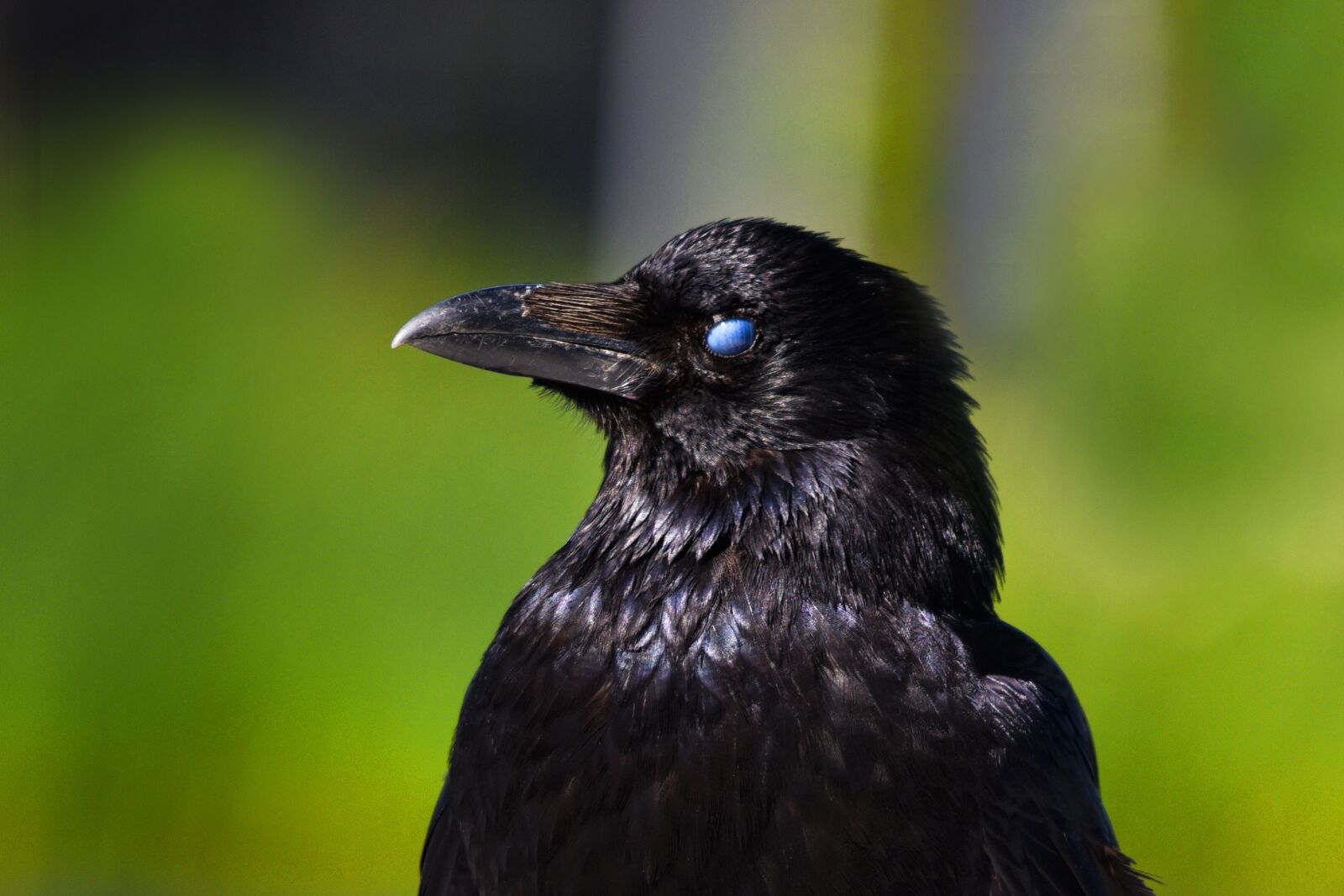 Nikon D750 sample photo. Crow, bird, animal photography