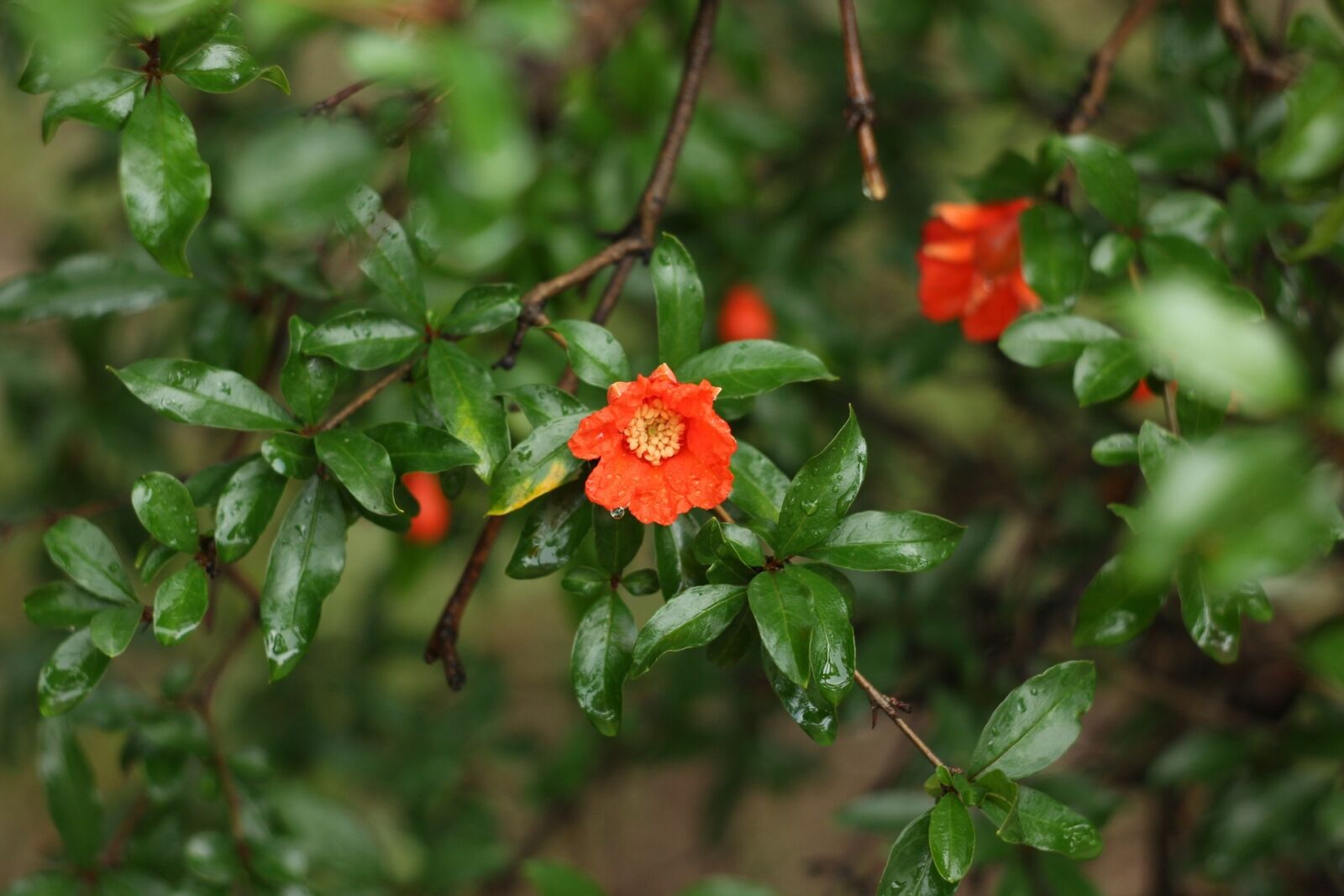 Canon EOS 550D (EOS Rebel T2i / EOS Kiss X4) sample photo. Flowers, herb, flora photography