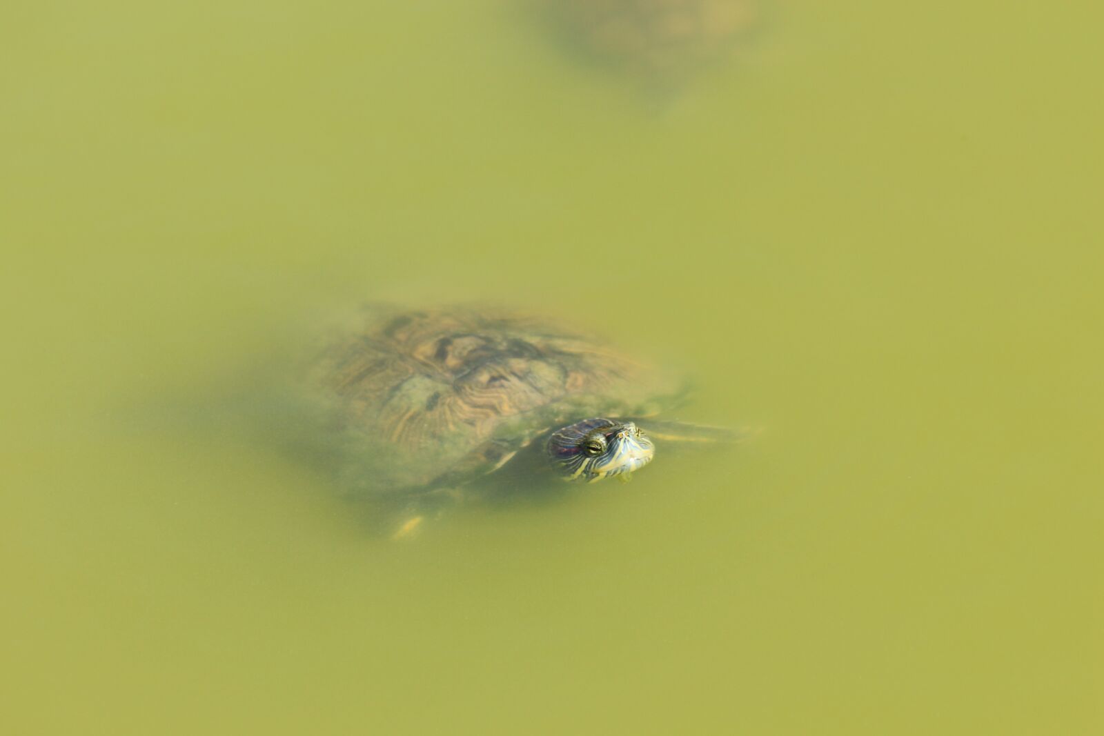 Canon EOS 650D (EOS Rebel T4i / EOS Kiss X6i) sample photo. Tortoise, nature, animals photography