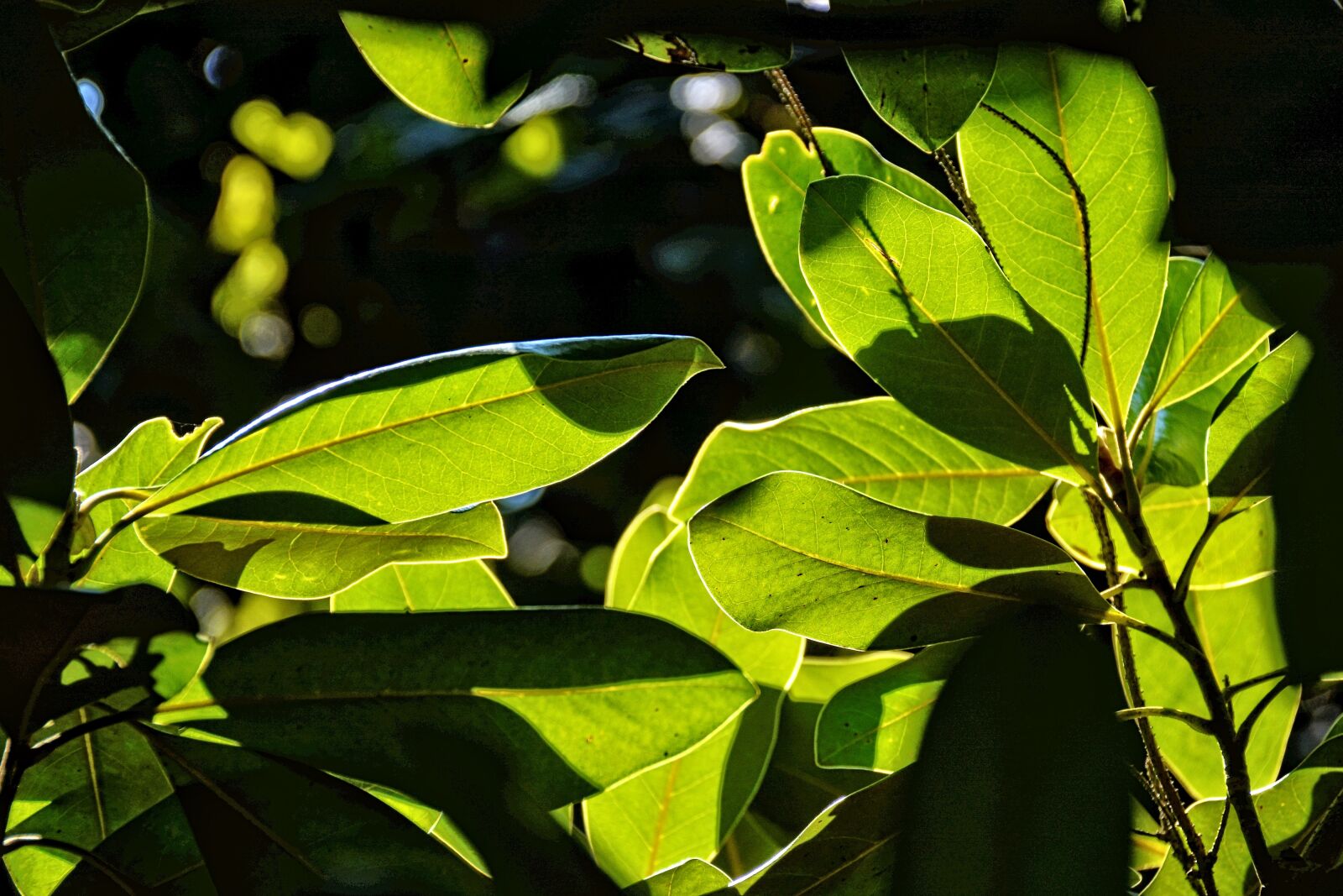 Nikon D7100 sample photo. Foliage, light, nature photography