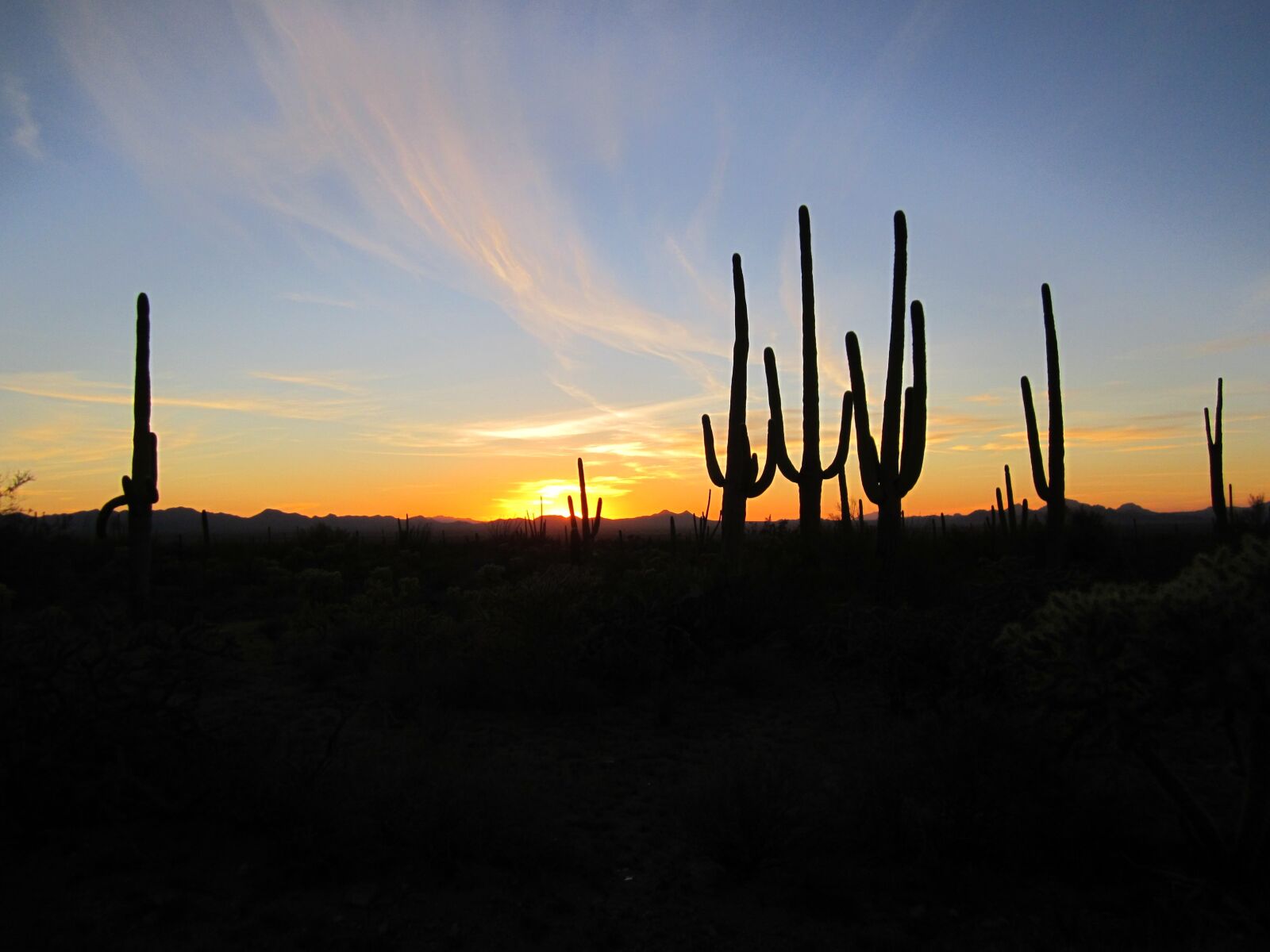Canon PowerShot A2200 sample photo. Arizona, sunset, cacti photography