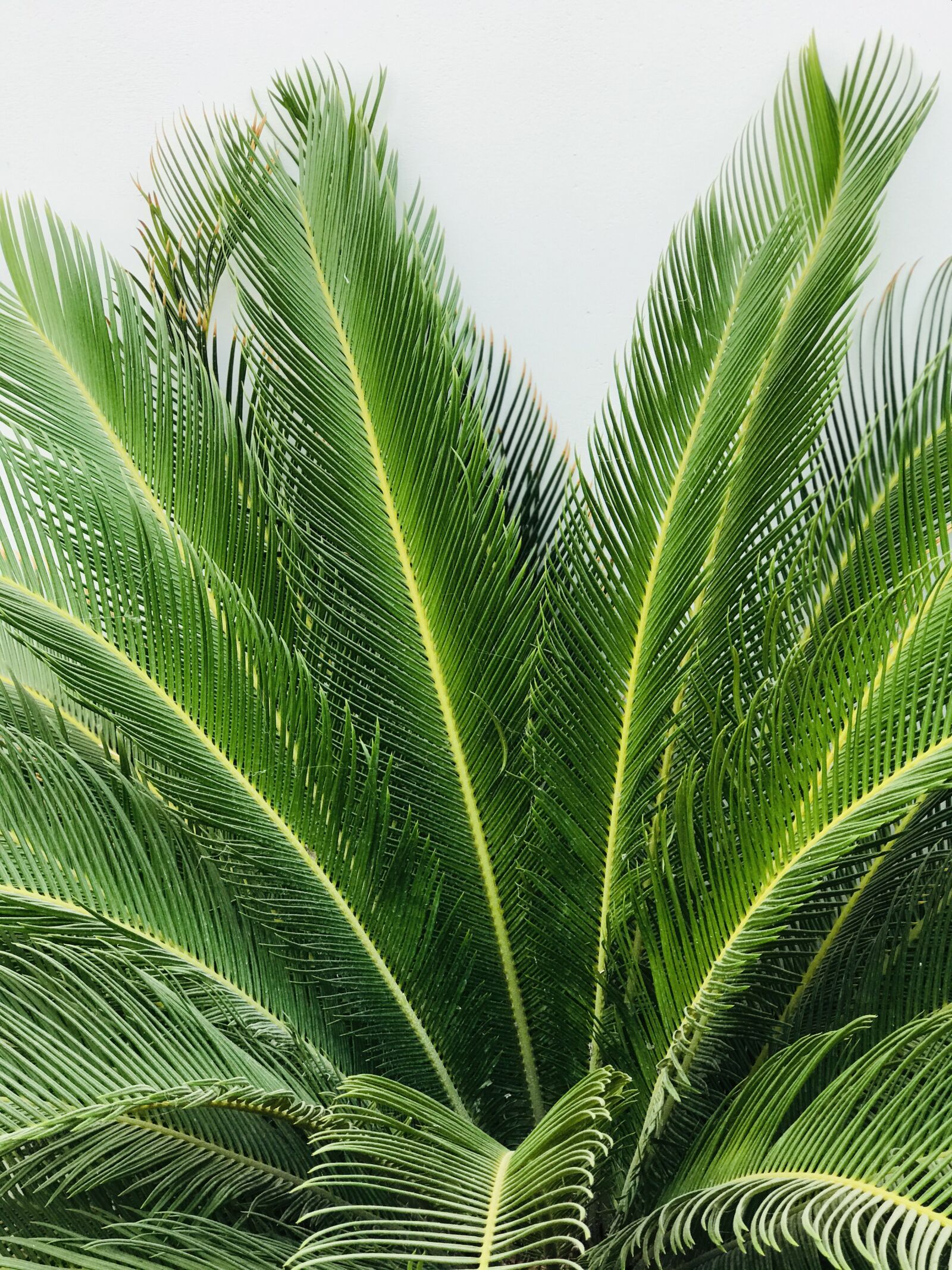 Apple iPhone 7 Plus sample photo. Palm, plant, leaf photography