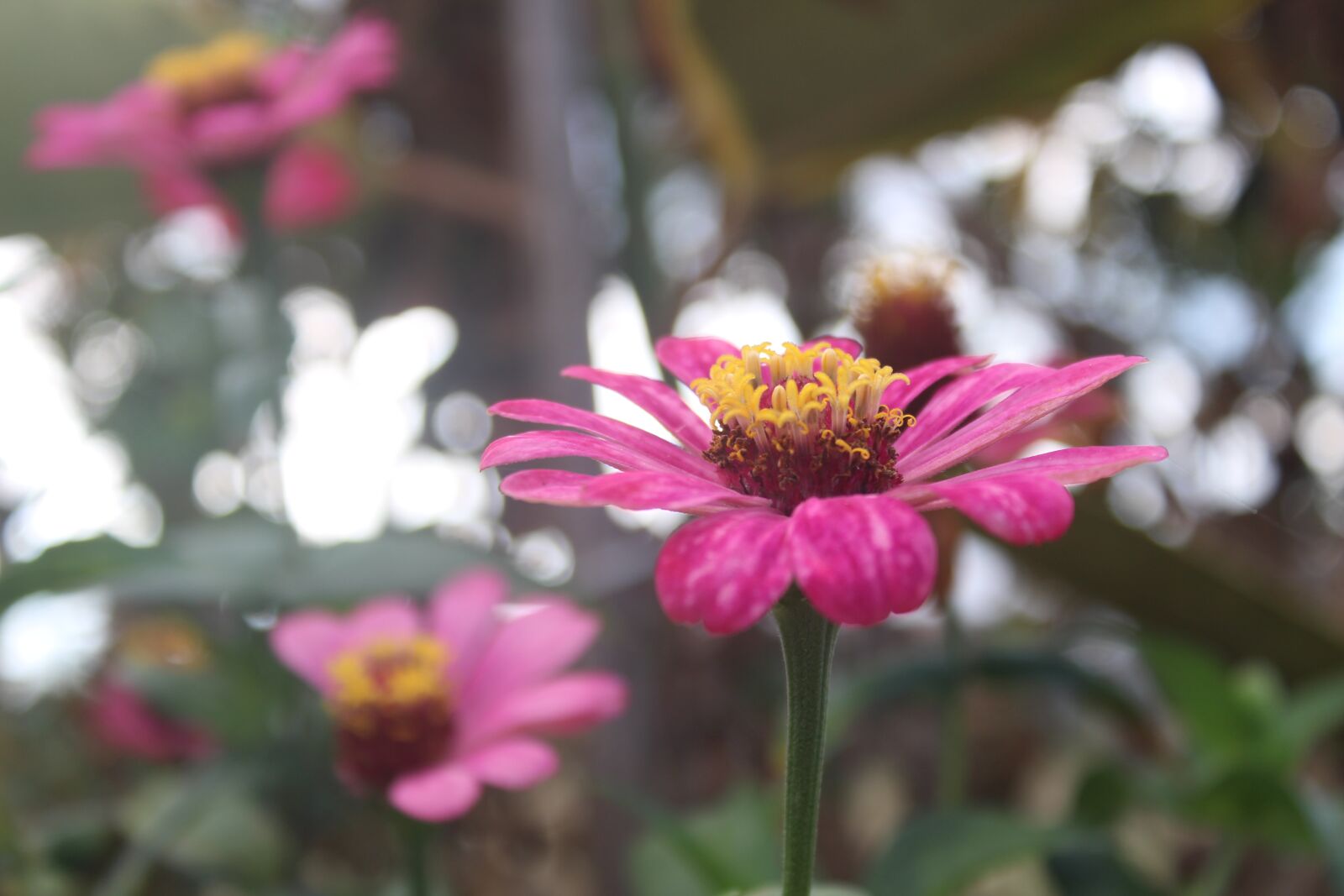 Canon EOS 700D (EOS Rebel T5i / EOS Kiss X7i) sample photo. Blossom, flowers, morning photography