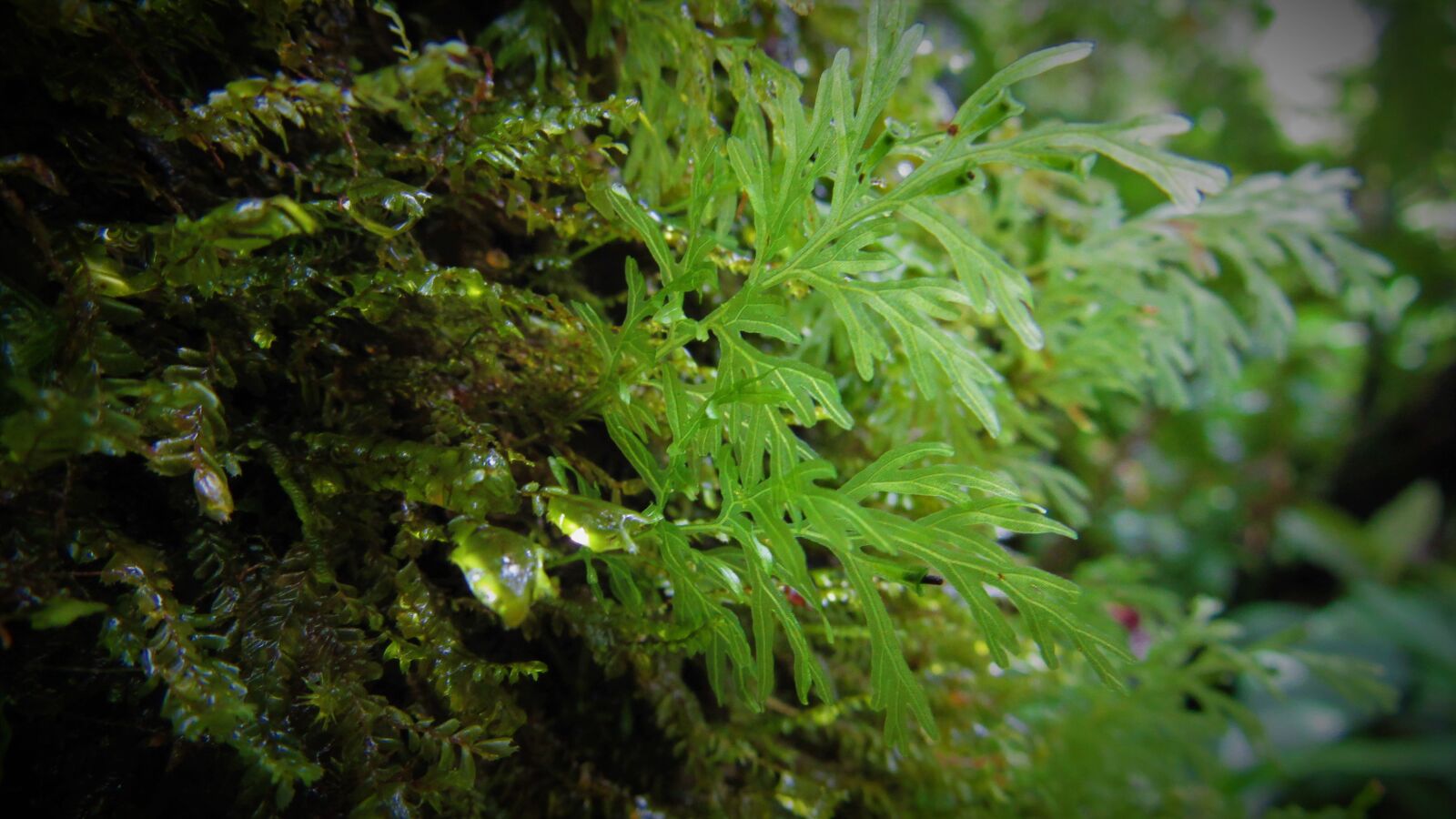 Canon PowerShot SX520 HS sample photo. Nature, moss, lichen photography