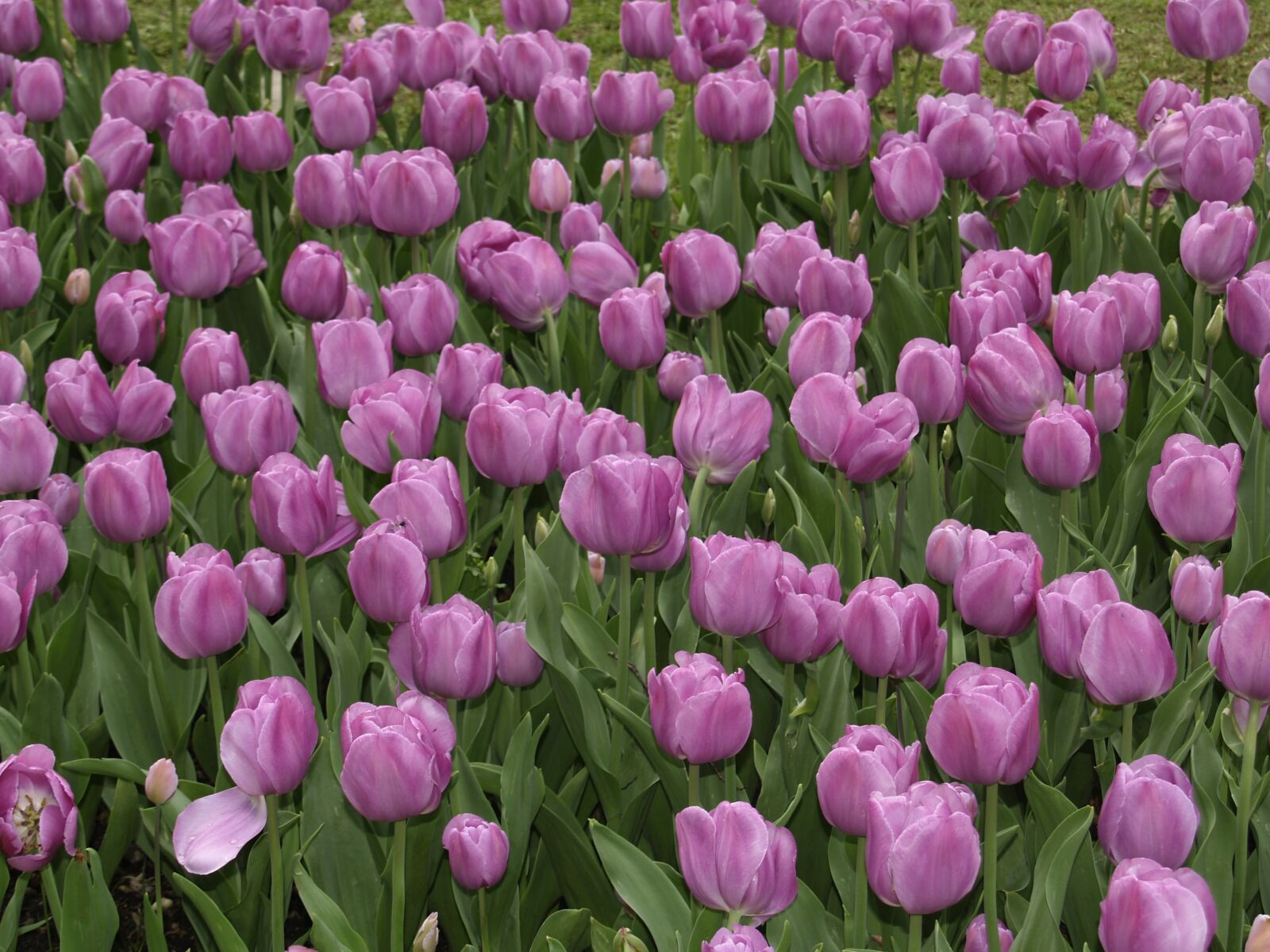 Olympus E-500 (EVOLT E-500) sample photo. Tulips purple, park garden photography