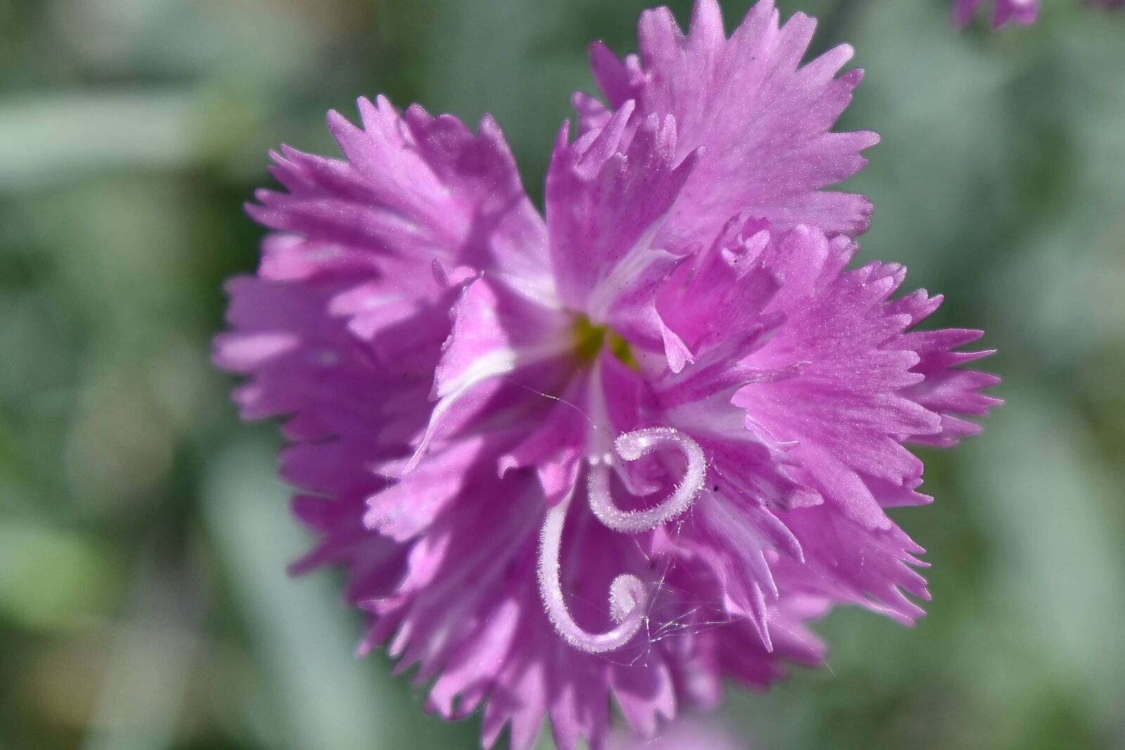 Nikon D5500 sample photo. Carnation, petals, pistil, bloom photography