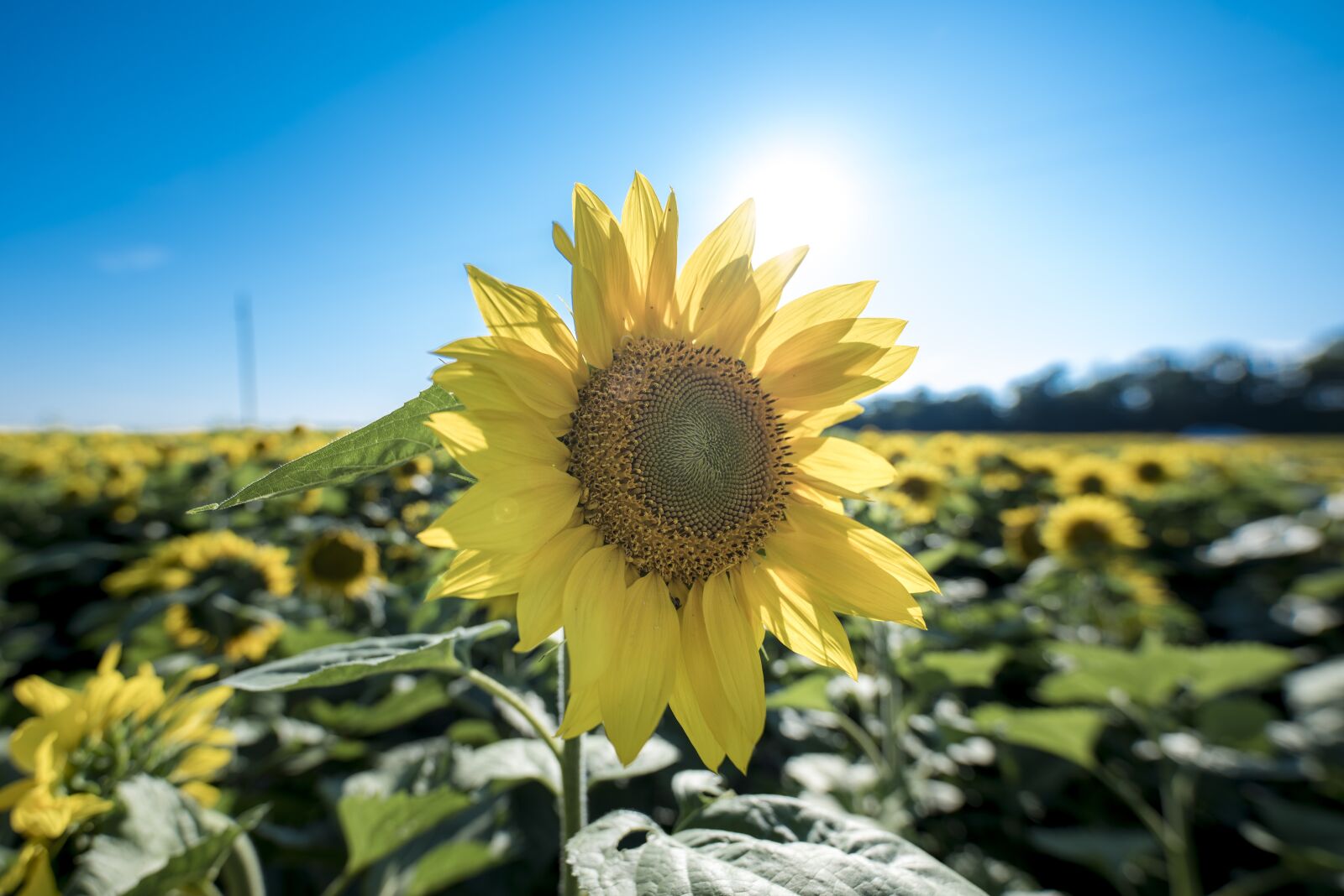 Nikon D810 sample photo. Sunflower, petals, bloom photography