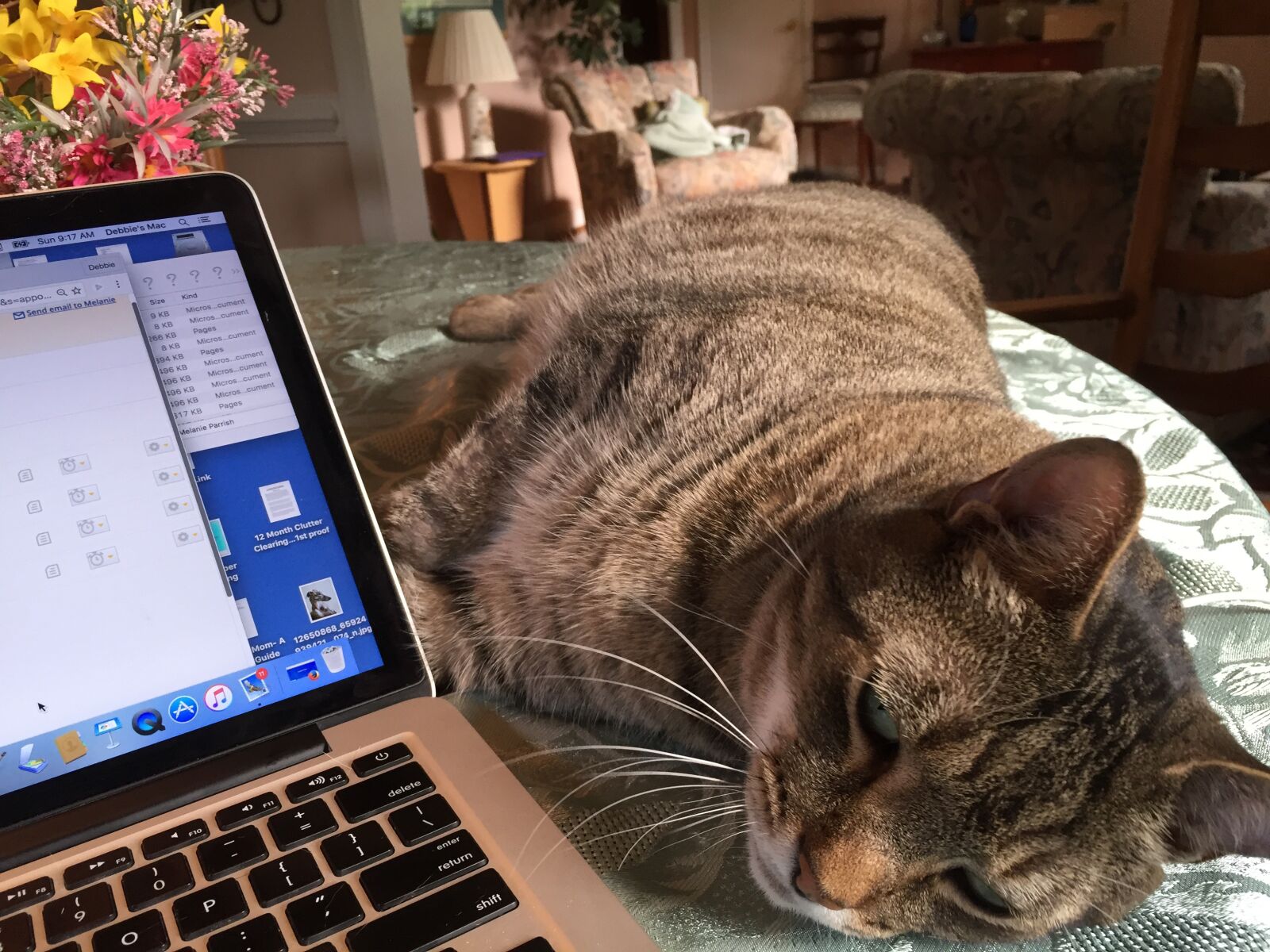 iPhone 6 back camera 4.15mm f/2.2 sample photo. Cat, helpful, assistant photography