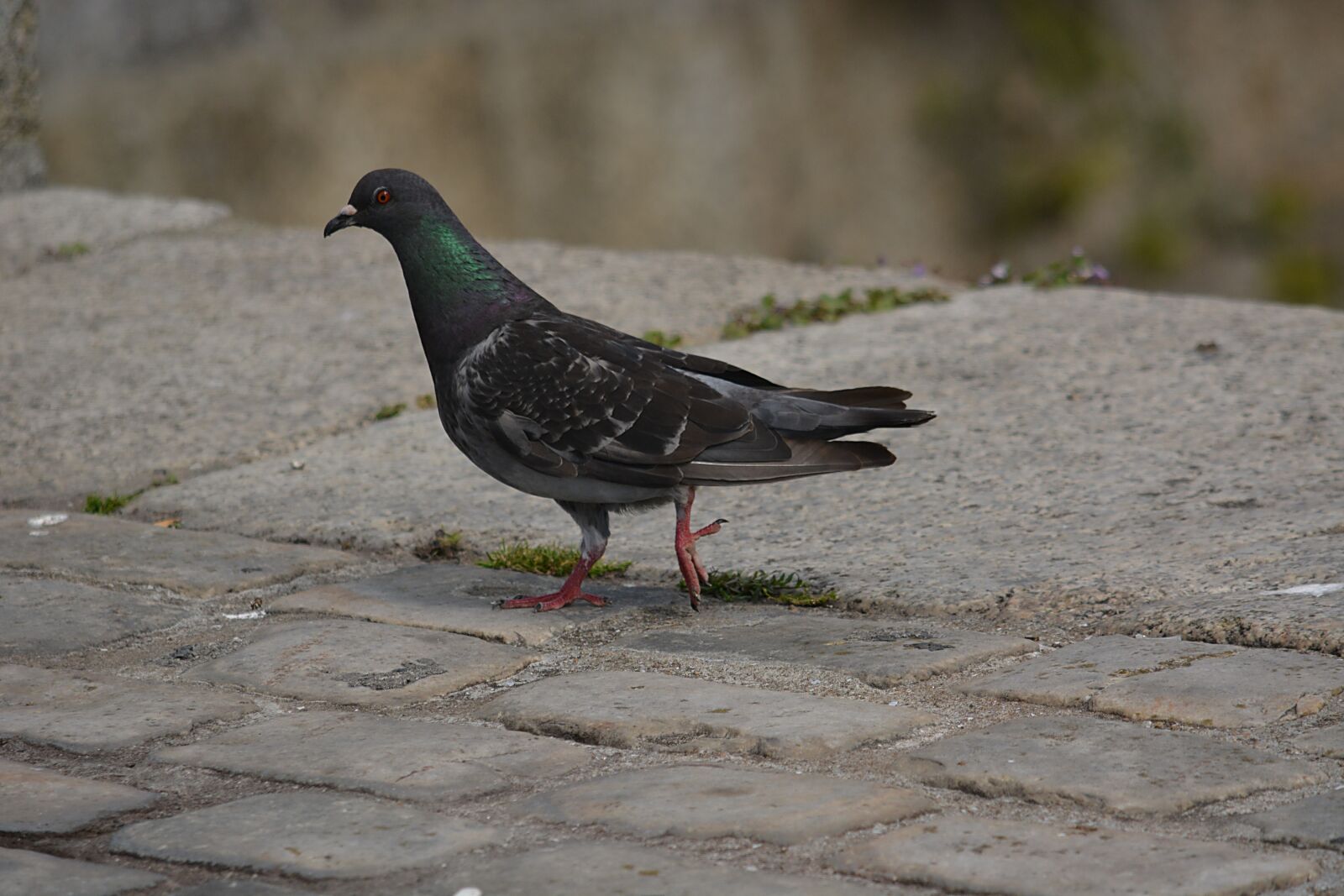 Nikon D5200 sample photo. Pigeon, bird, nature photography