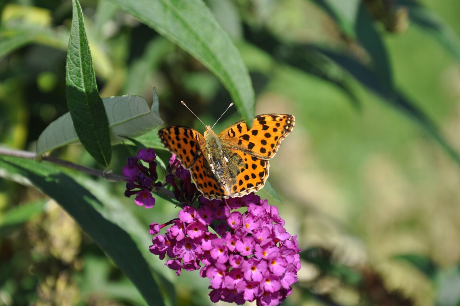 Nikon D5000 sample photo. Butterfly, flowers, forage photography