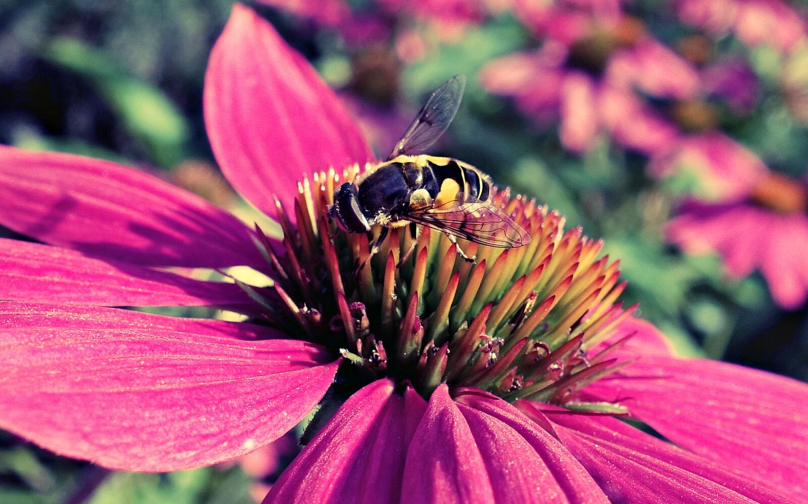 Sony Cyber-shot DSC-RX100 sample photo. Purple cone flower, cone photography