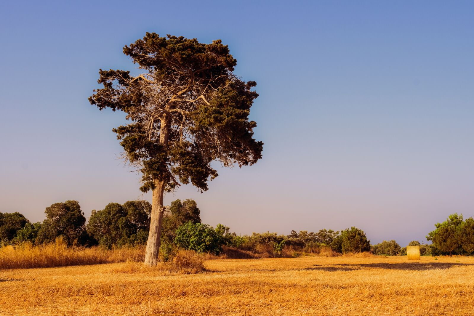 Nikon D3300 sample photo. Tree, field, landscape photography