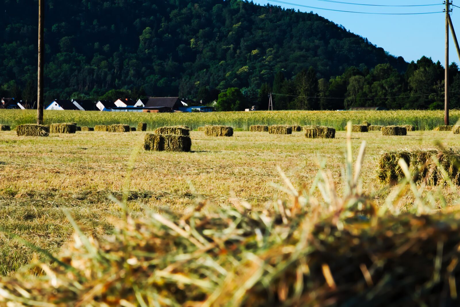 Canon EOS 70D + Canon EF 24-105mm F4L IS USM sample photo. Field, hay bales, hay photography