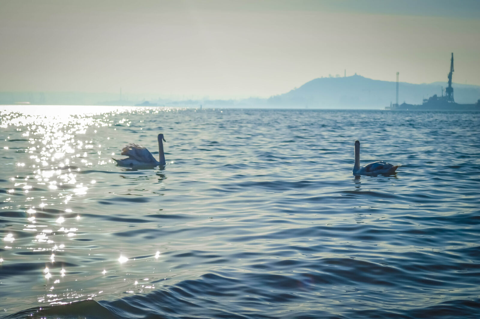 Nikon D3200 sample photo. Autumn, azov, birds, leaves photography